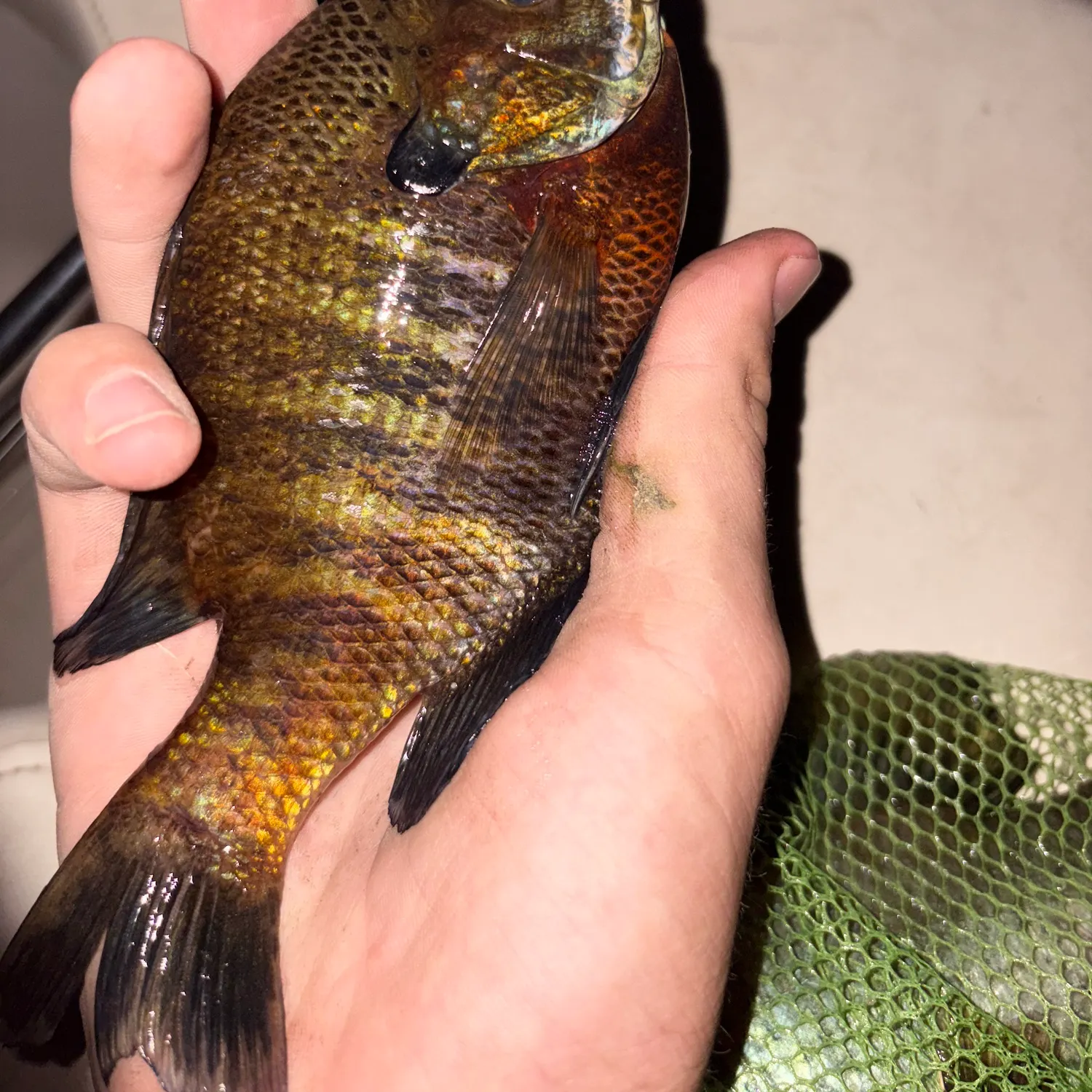 recently logged catches