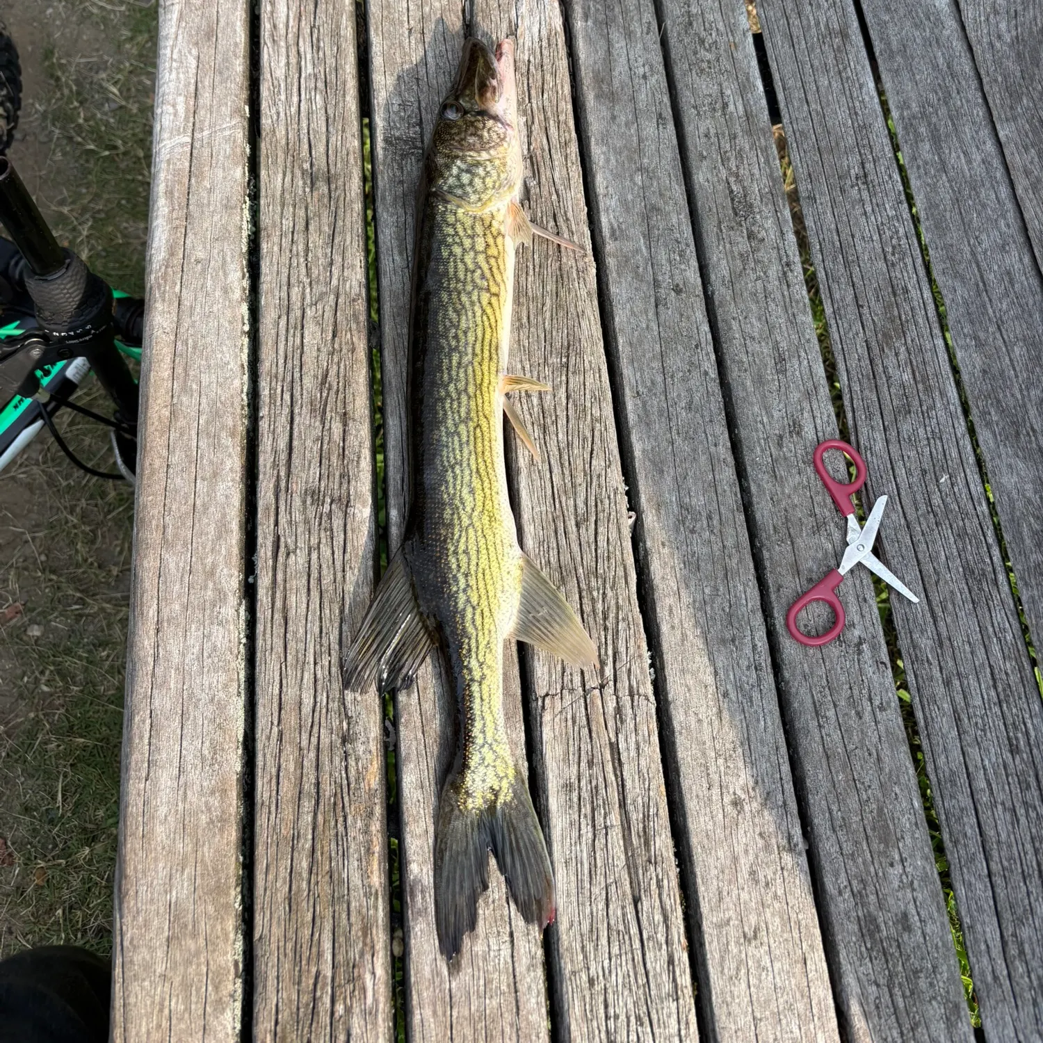 Chain pickerel caught on Fishbrain