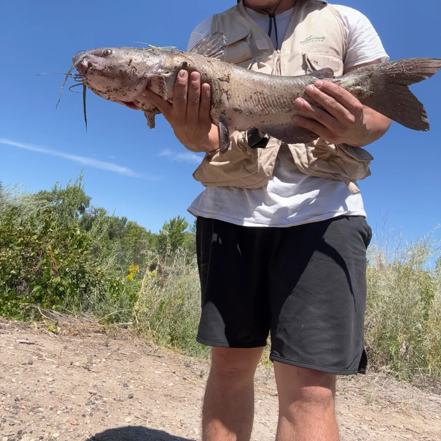 Channel catfish caught on Fishbrain