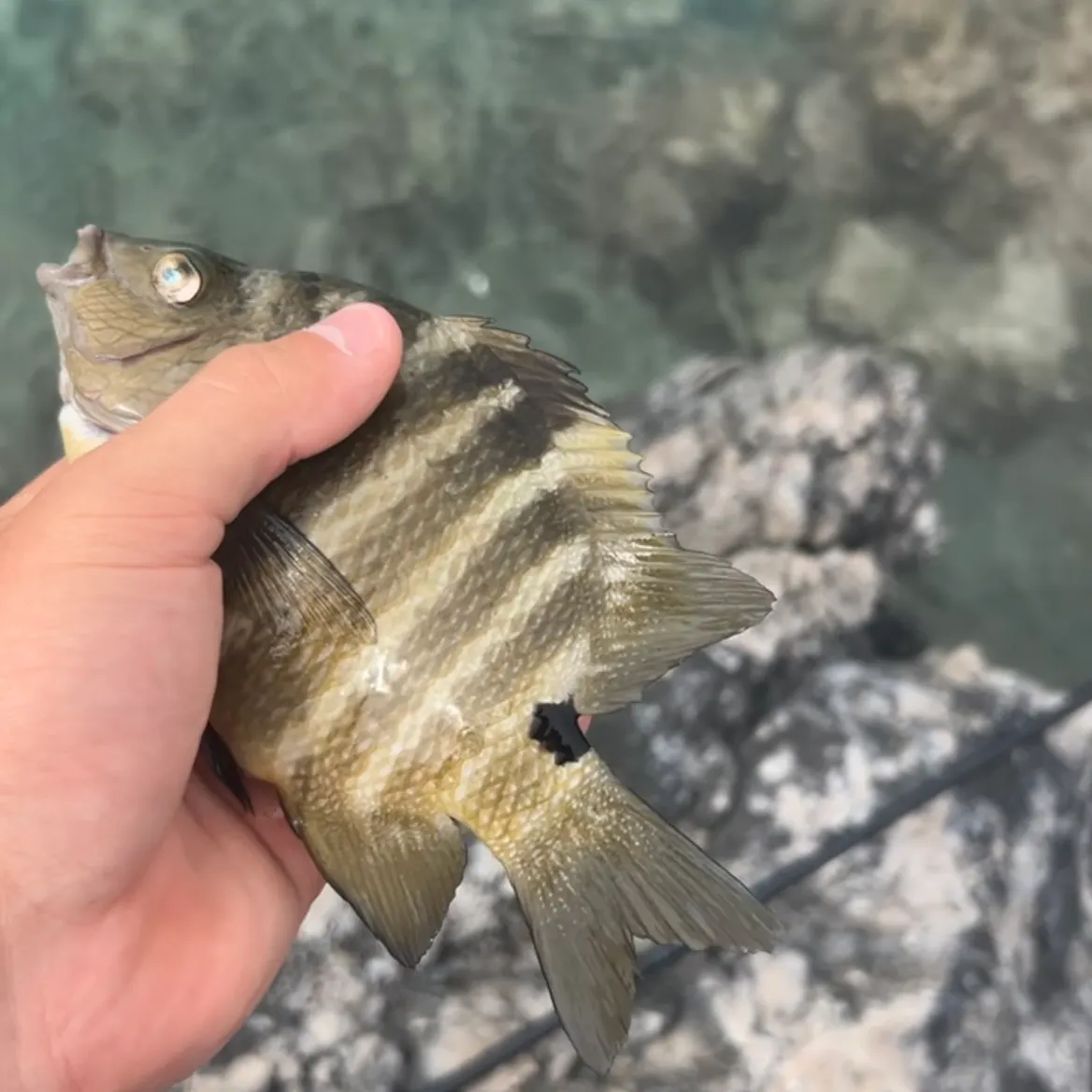 The most recent Blackspot sergeant catches on Fishbrain