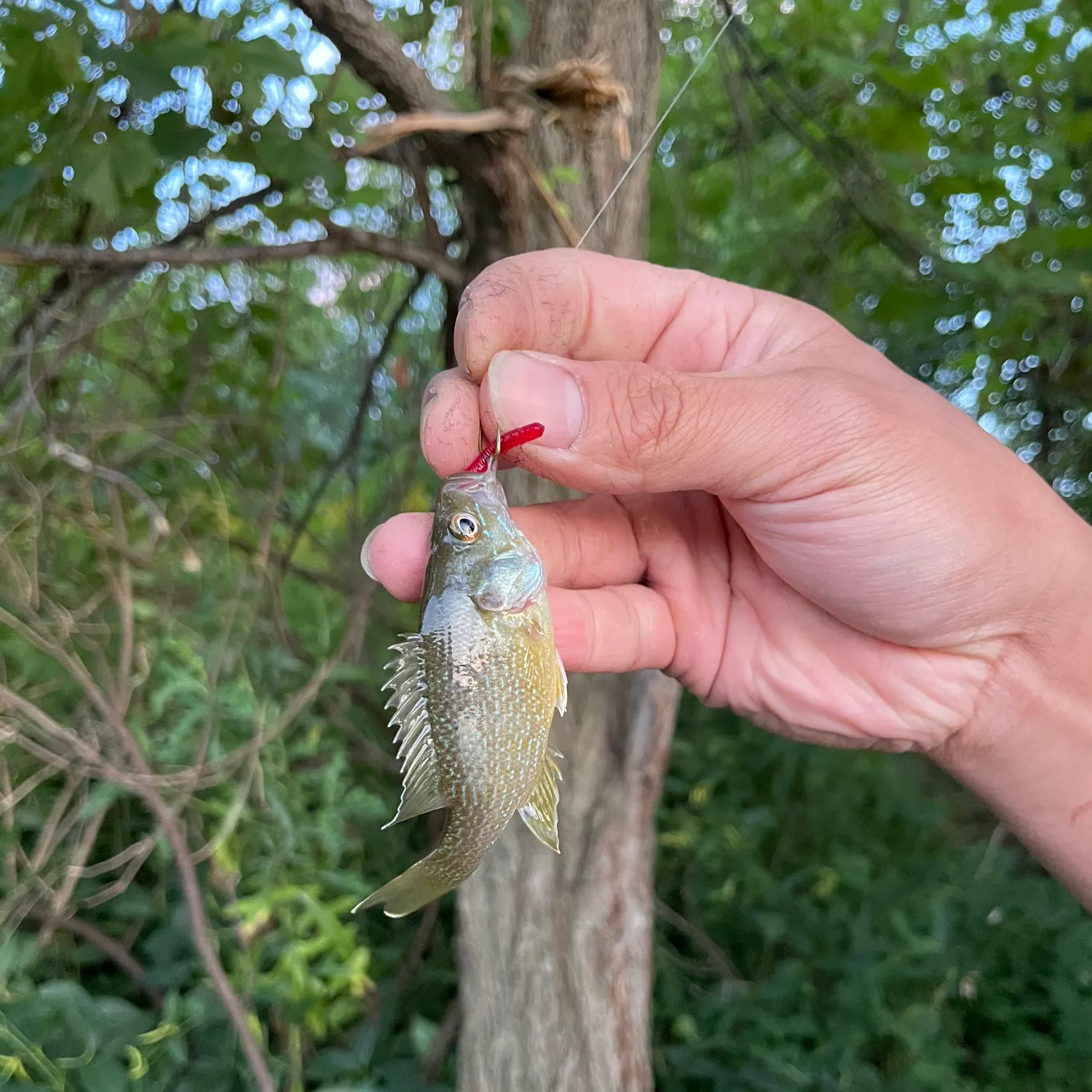 Green sunfish caught on Fishbrain