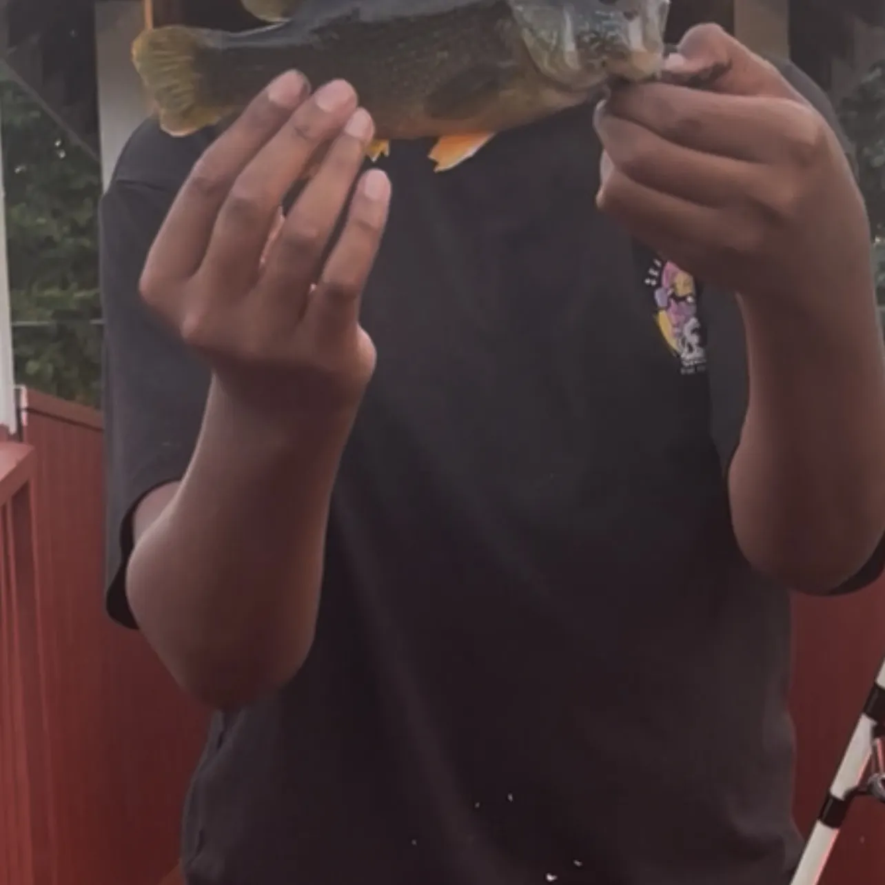 The most recent Green sunfish catches on Fishbrain