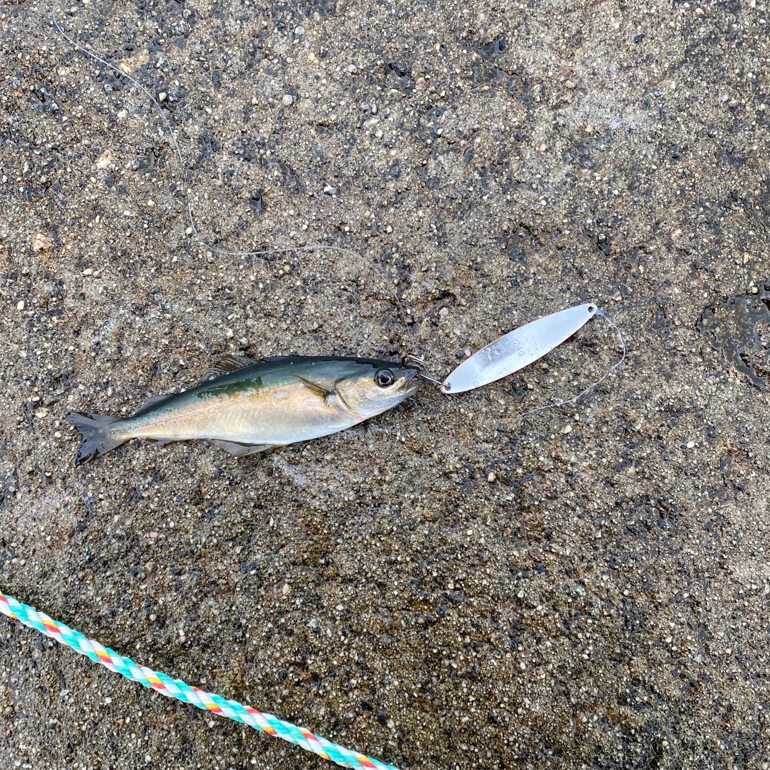 Fish caught on Fishbrain