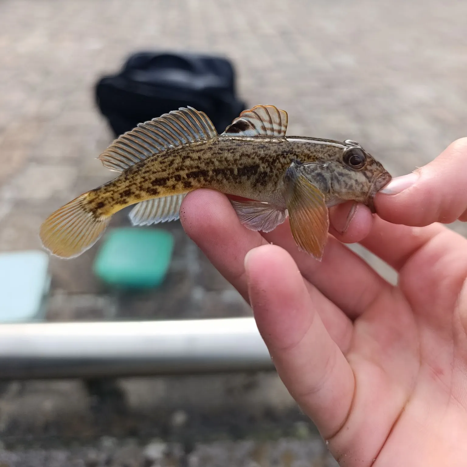Round goby caught on Fishbrain