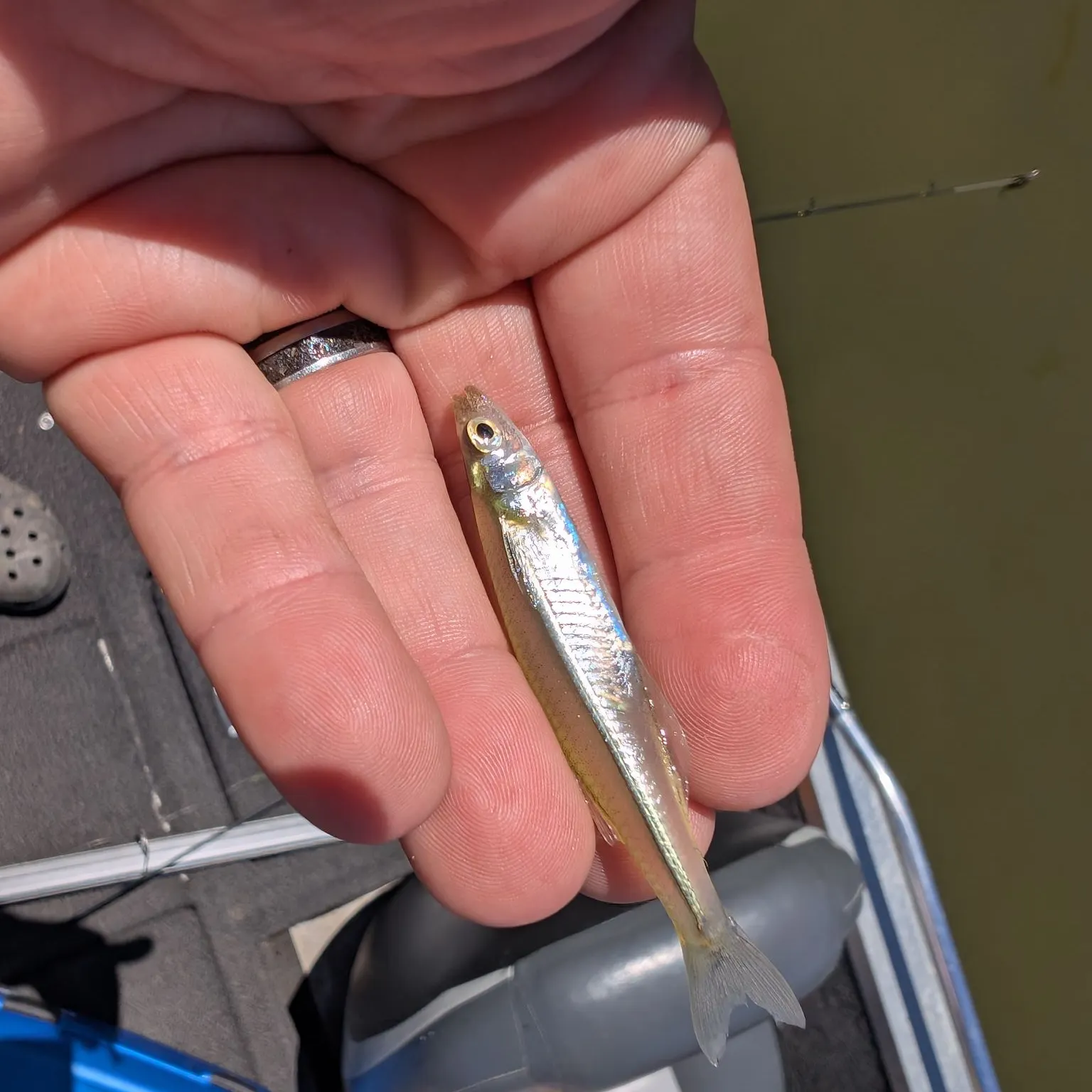 The most recent Bay anchovy catches on Fishbrain