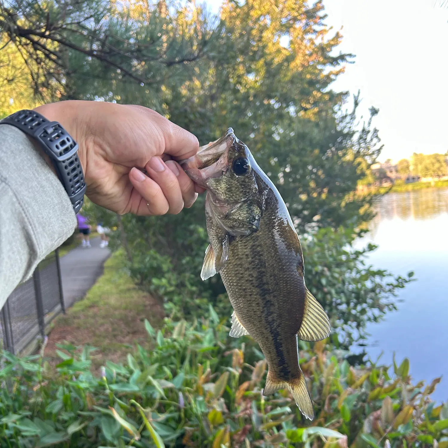 catch
