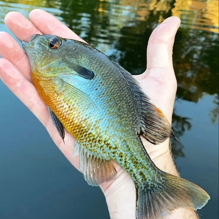 Redbreast sunfish caught on Fishbrain