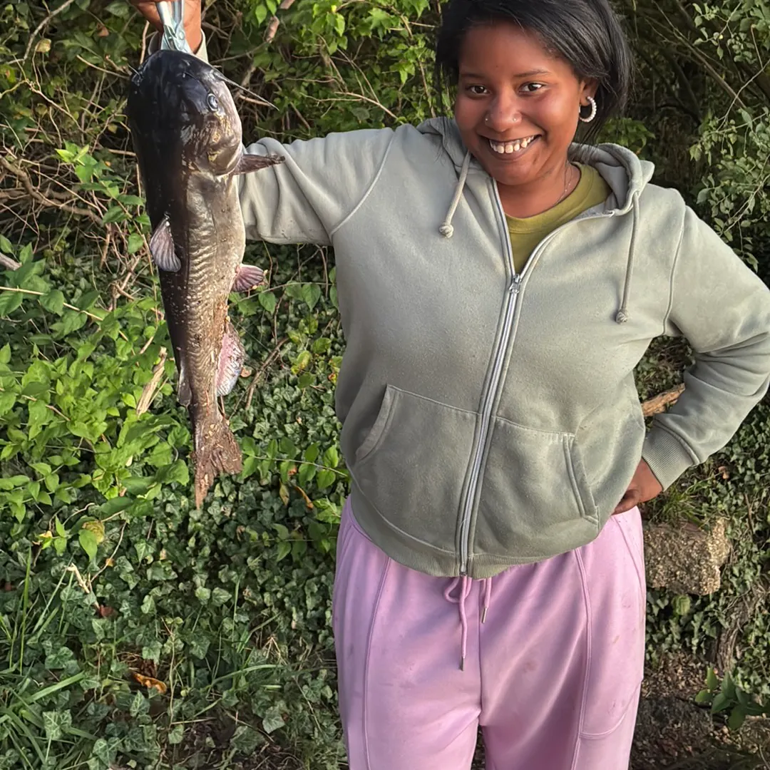 Channel catfish caught on Fishbrain
