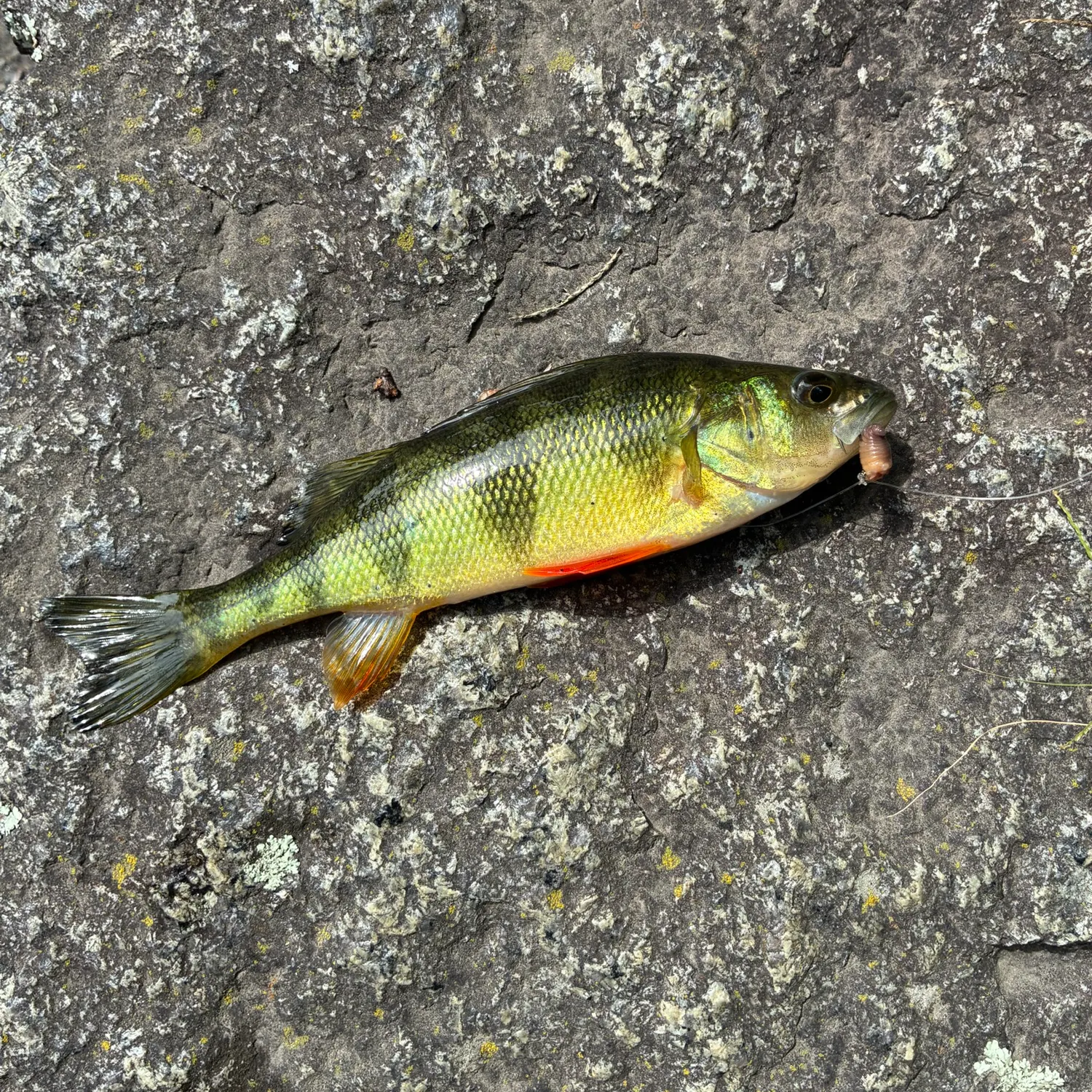 Yellow perch caught on Fishbrain
