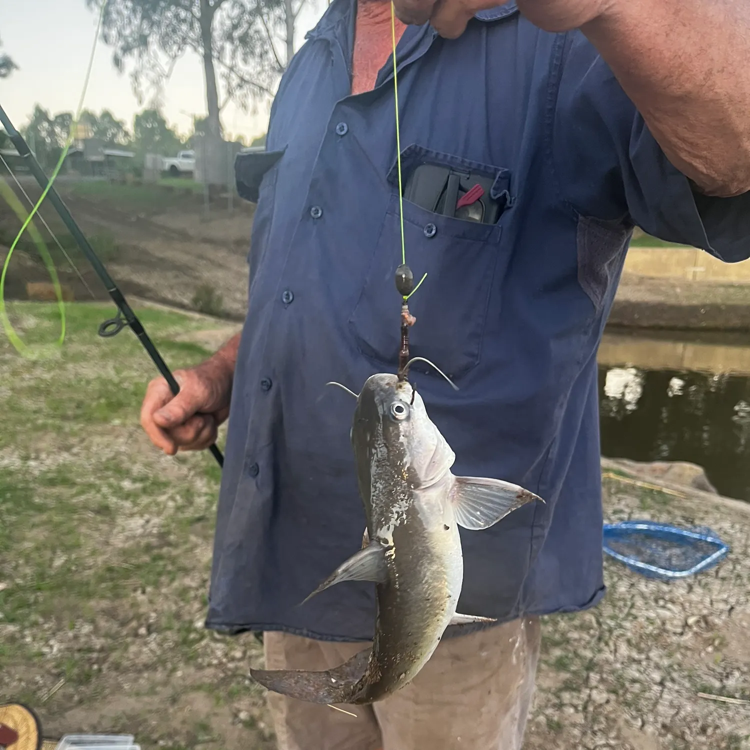 The most recent Dewfish catches on Fishbrain