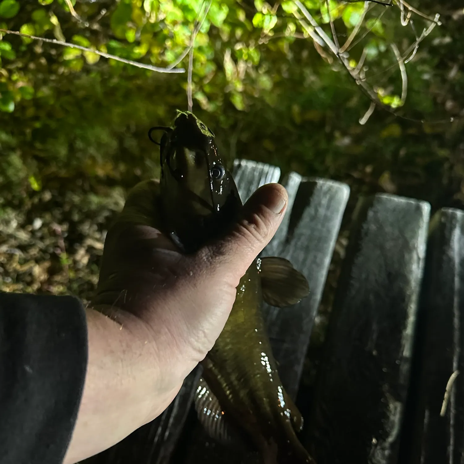 Black bullhead caught on Fishbrain