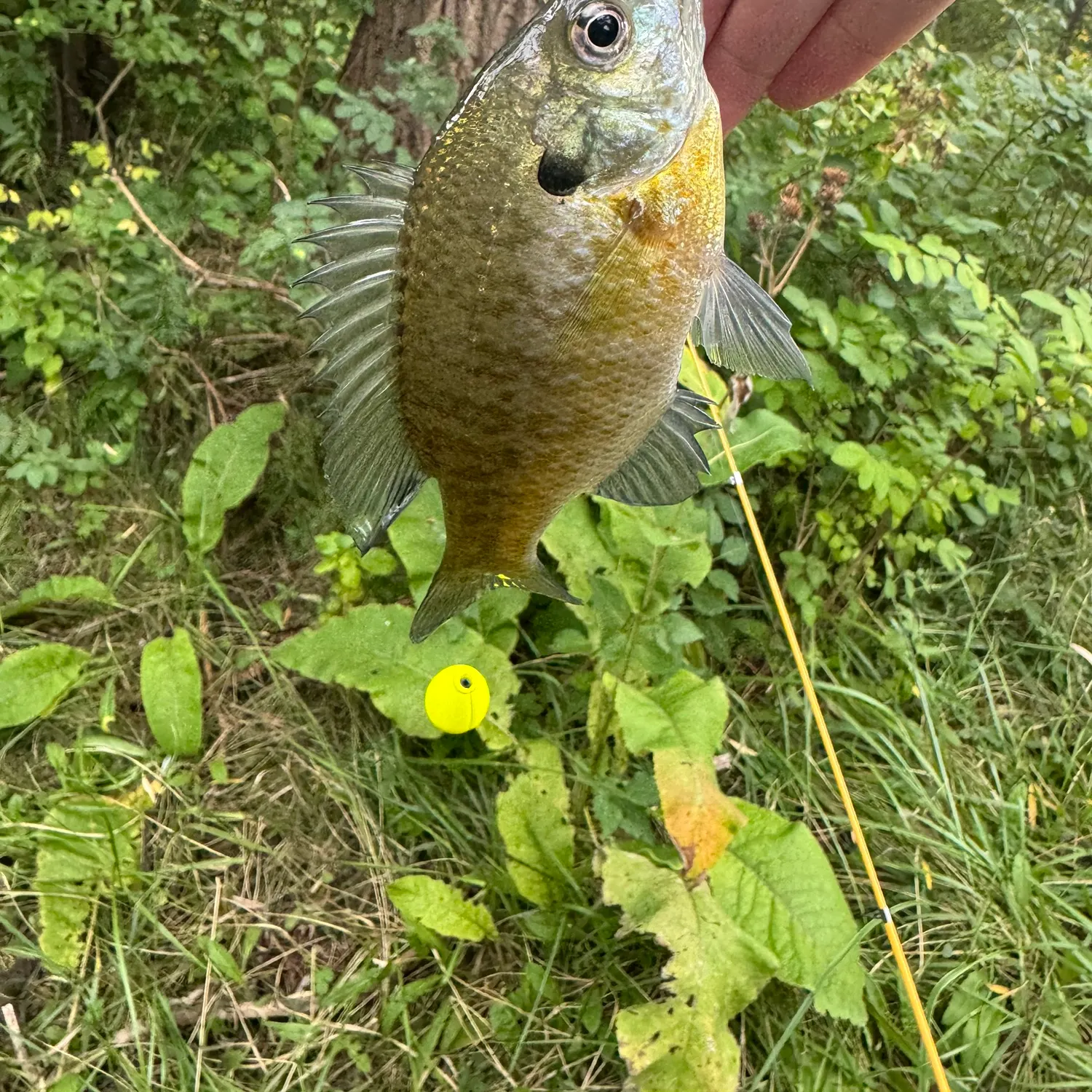 Bluegill caught on Fishbrain