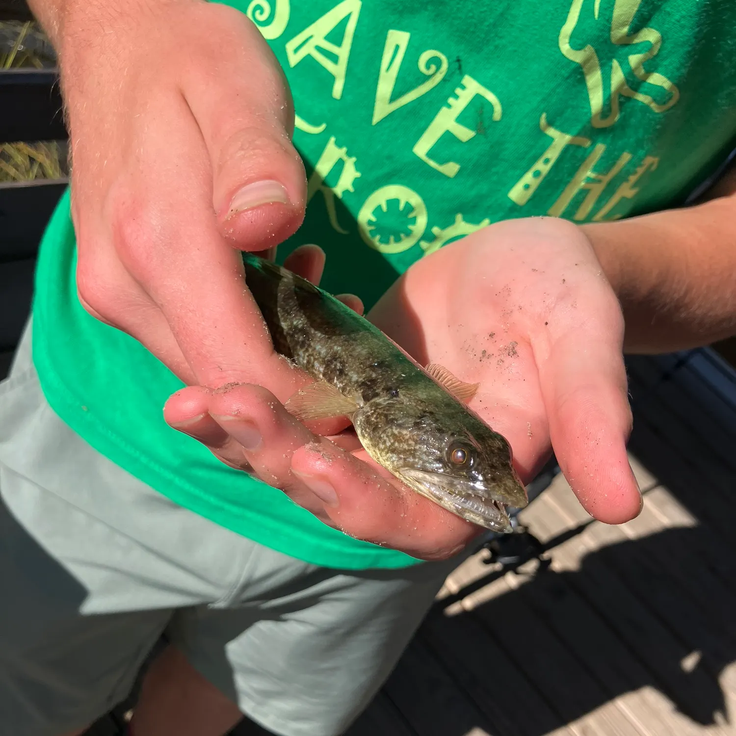 Inshore lizardfish caught on Fishbrain