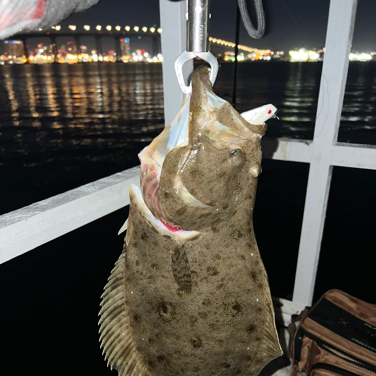 The most recent California halibut catches on Fishbrain