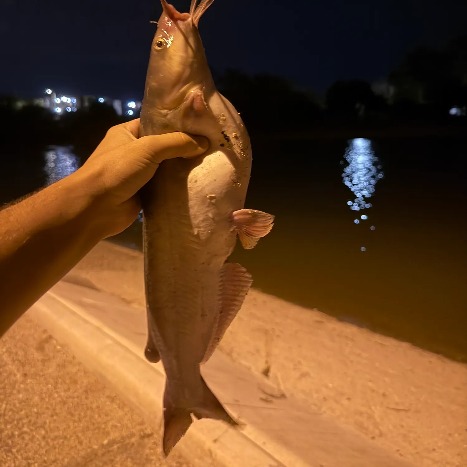 Channel catfish caught on Fishbrain