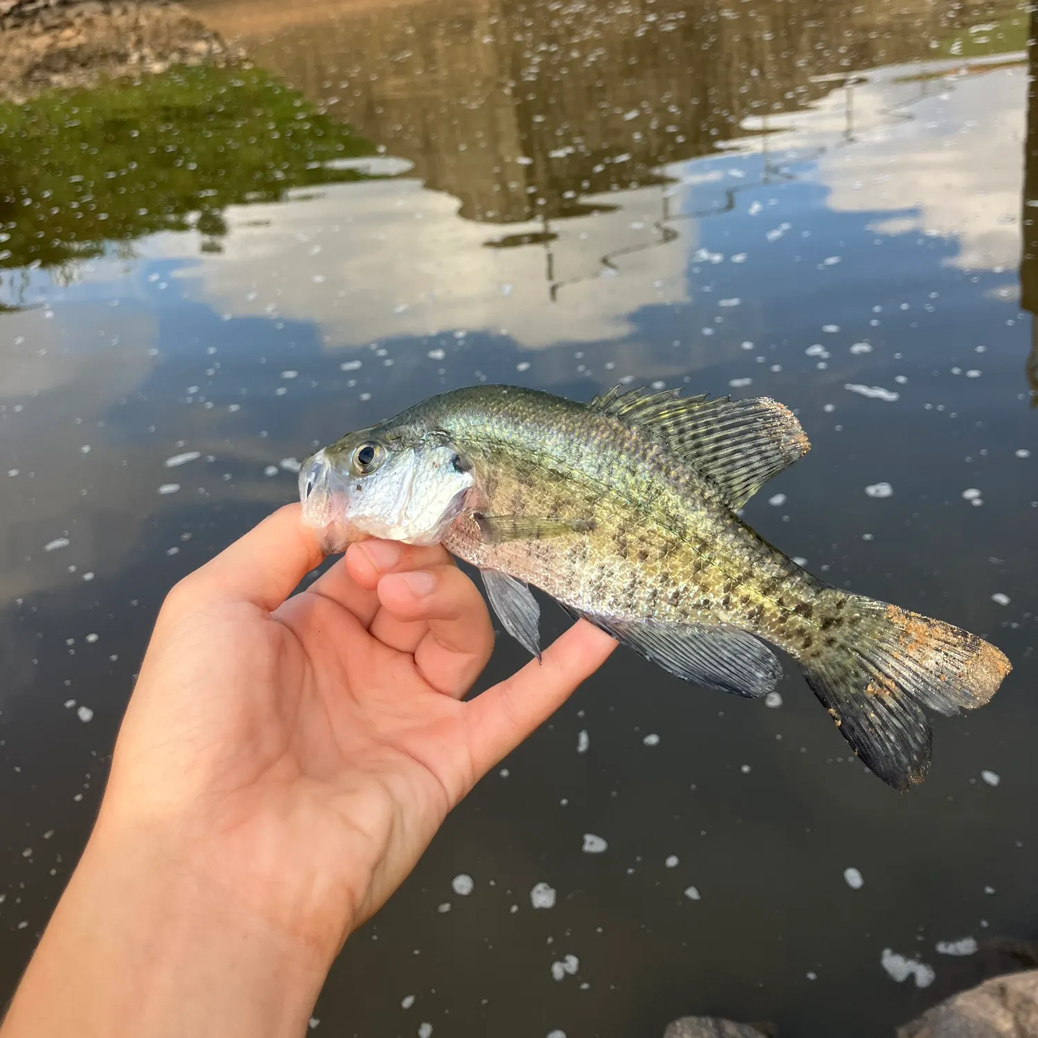 White crappie caught on Fishbrain
