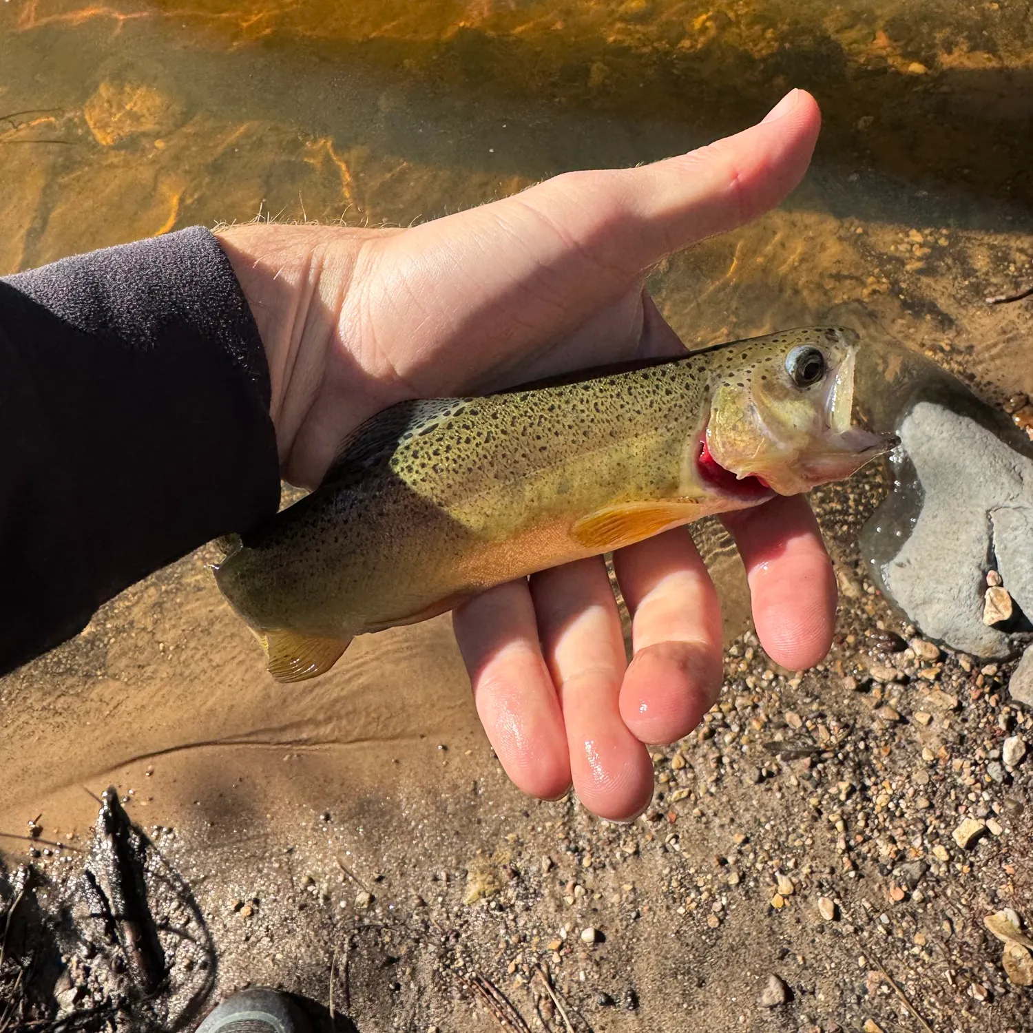 The most recent Gila trout catches on Fishbrain