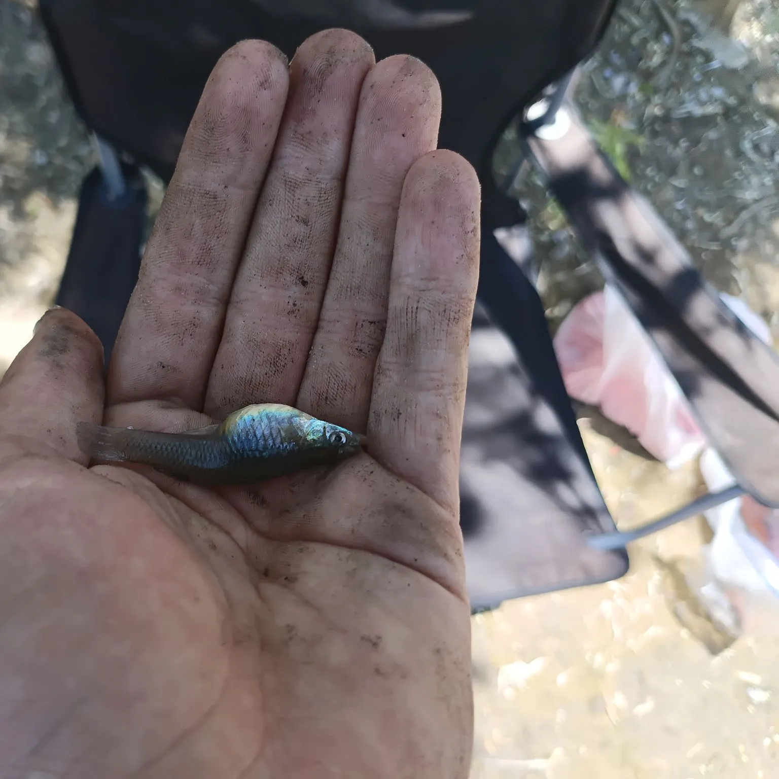 The most recent Western mosquitofish catches on Fishbrain