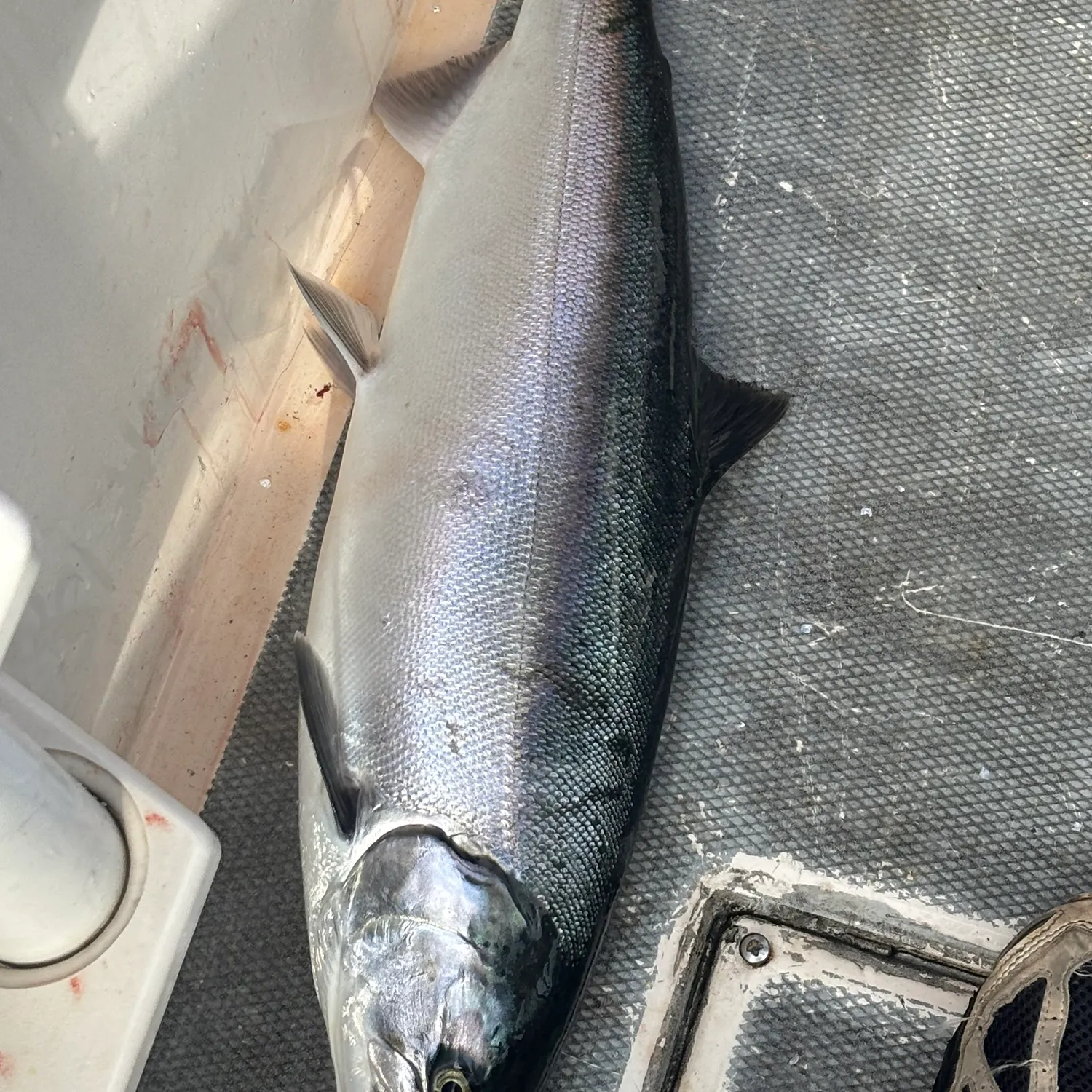 Coho salmon caught on Fishbrain