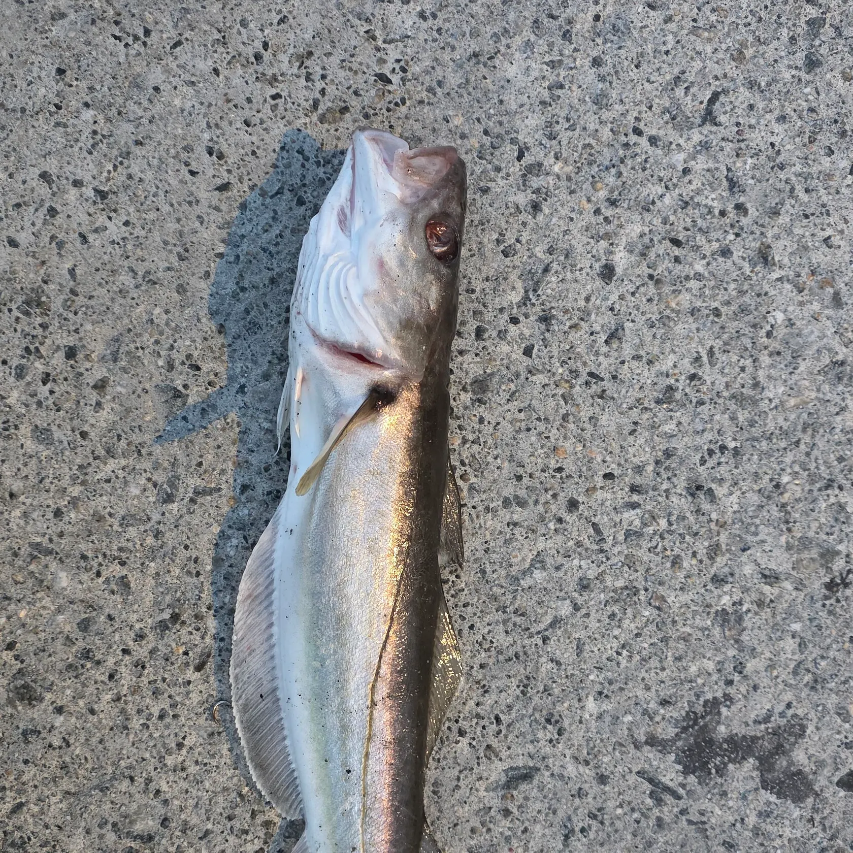 Whiting caught on Fishbrain
