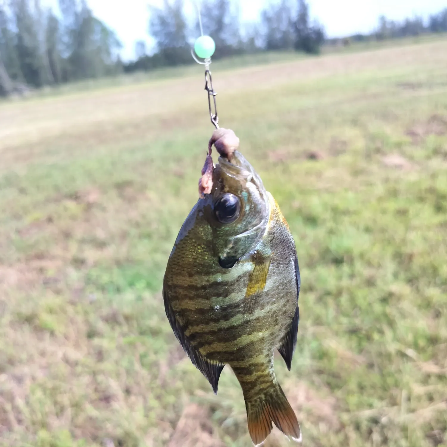 Bluegill caught on Fishbrain