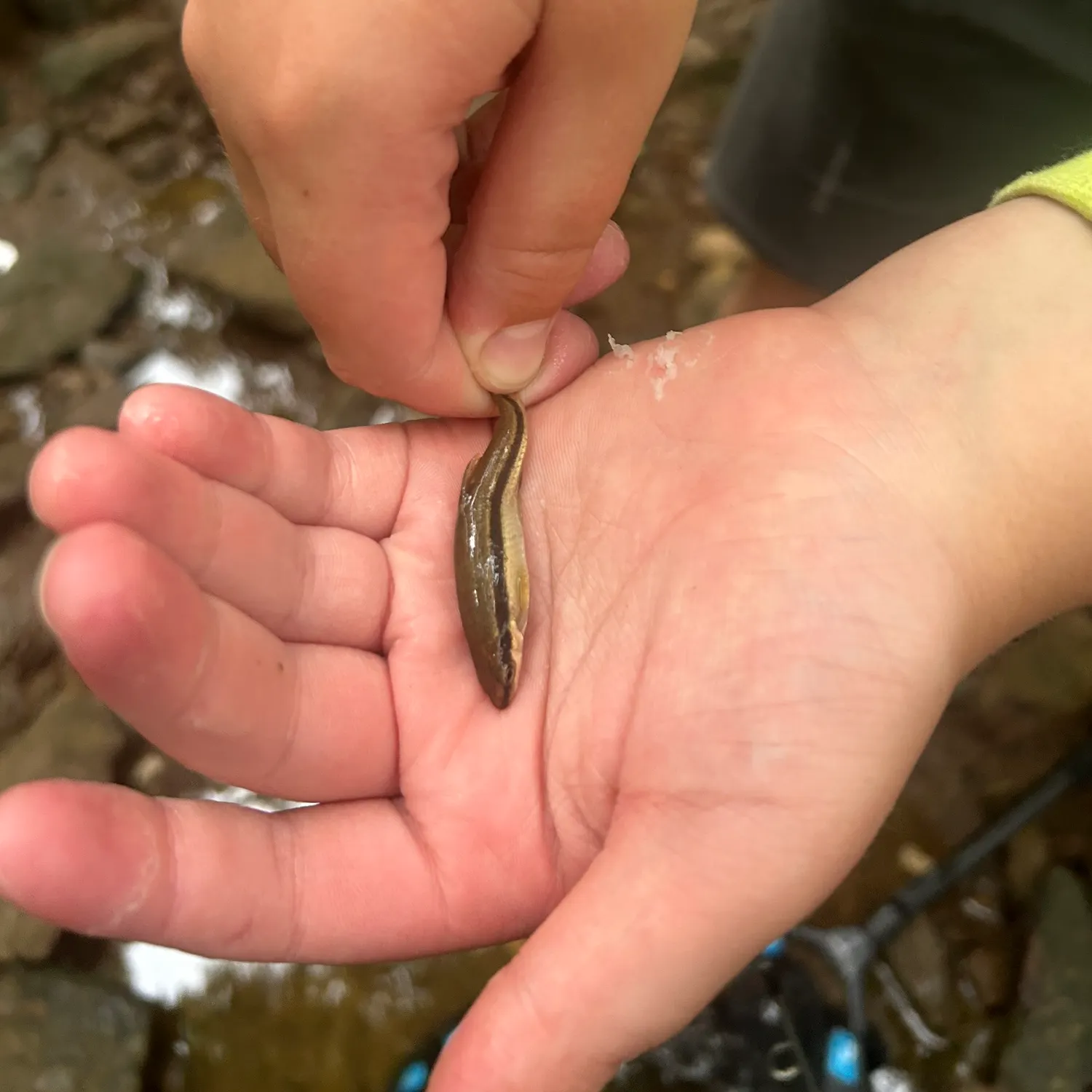The most recent Eurasian minnow catches on Fishbrain