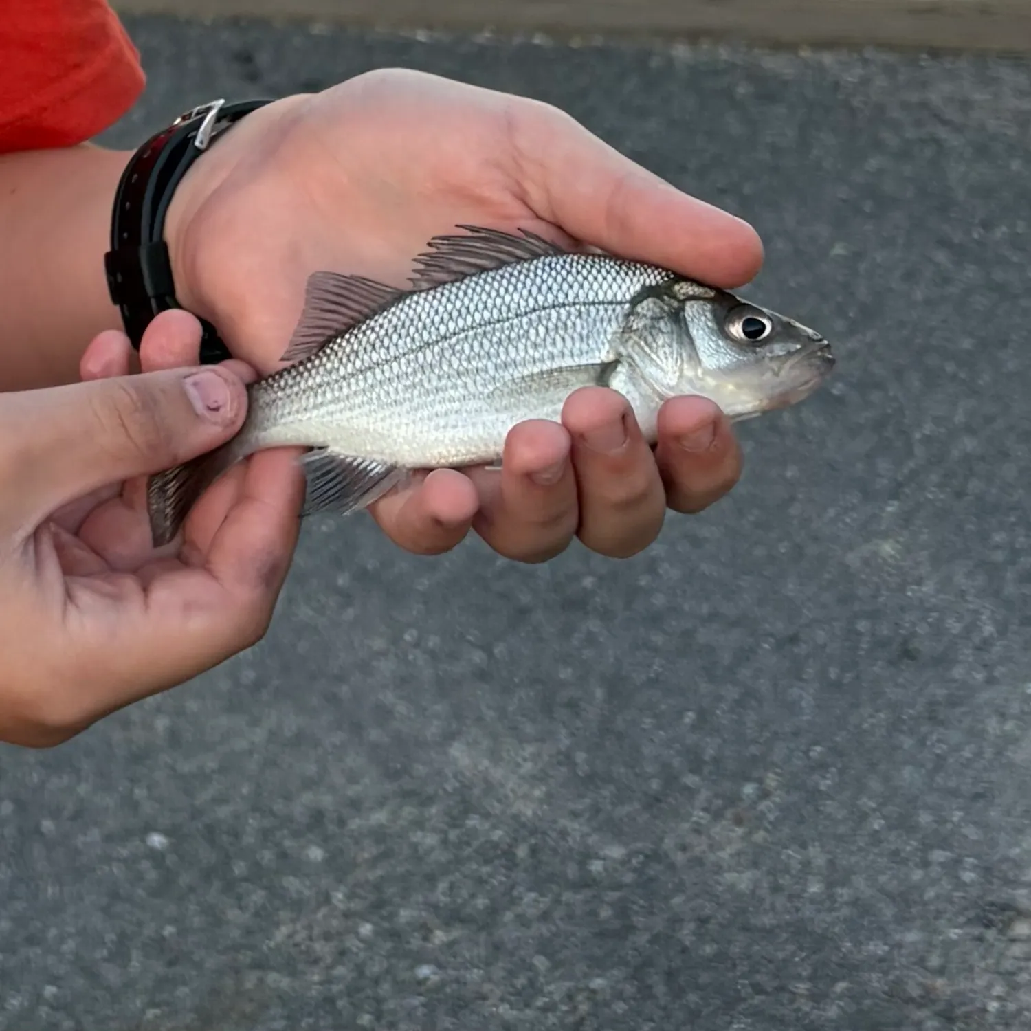 White perch caught on Fishbrain