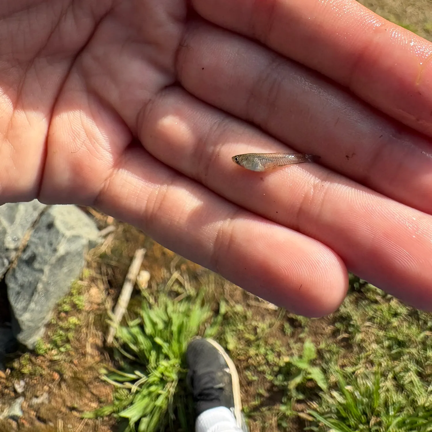 The most recent Eastern silvery minnow catches on Fishbrain