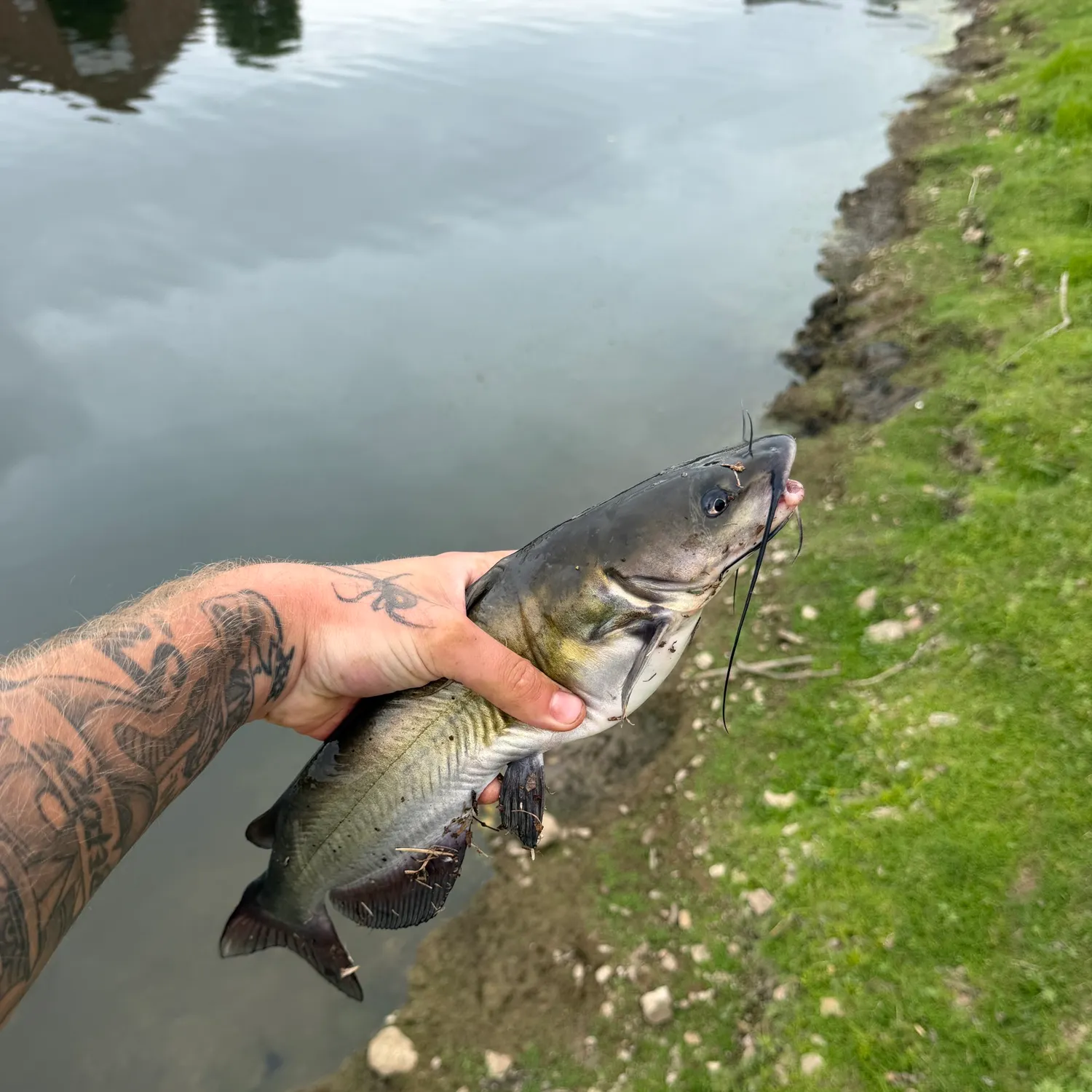 Blue catfish caught on Fishbrain