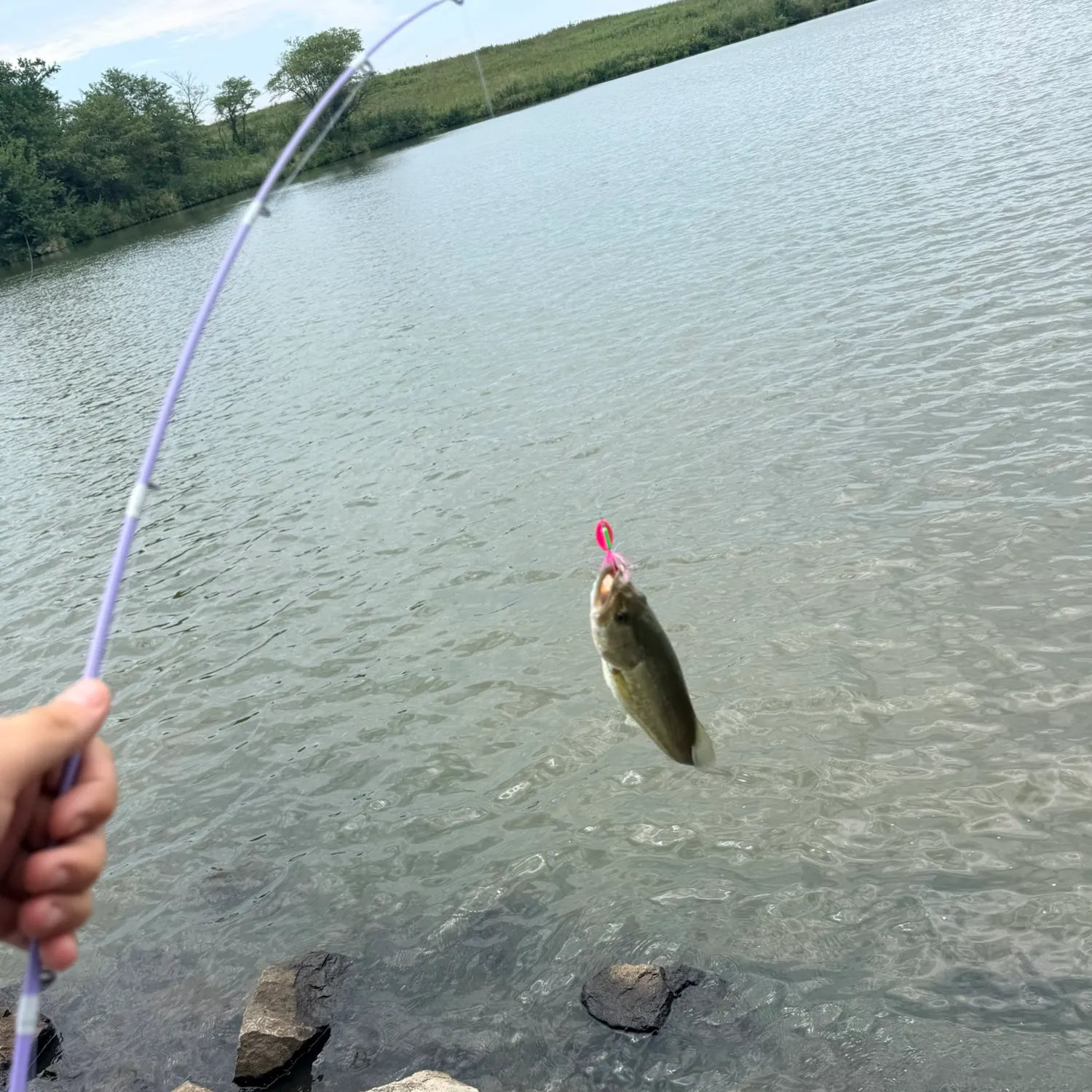 Largemouth bass caught on Fishbrain