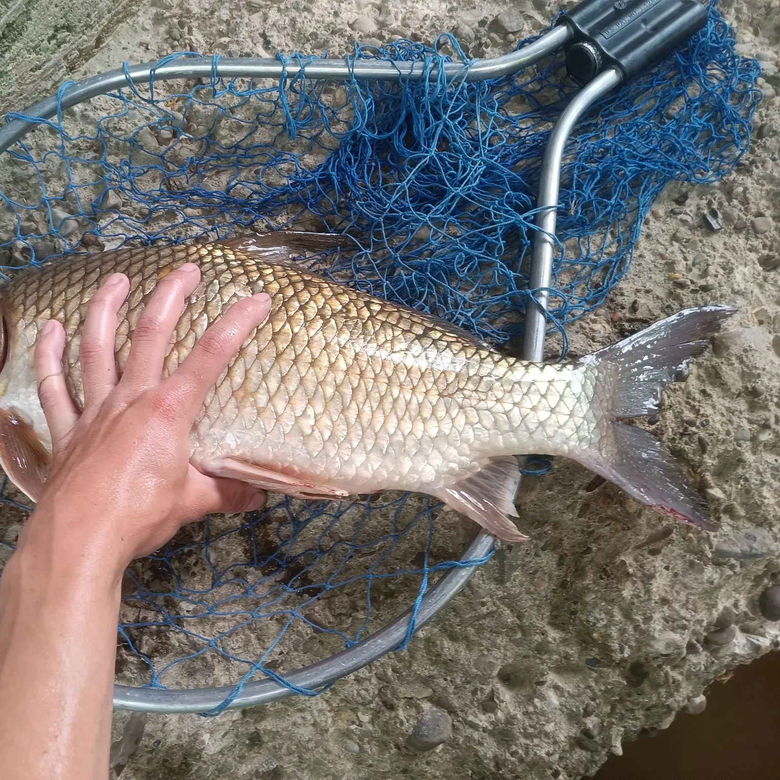The most recent Quillback catches on Fishbrain