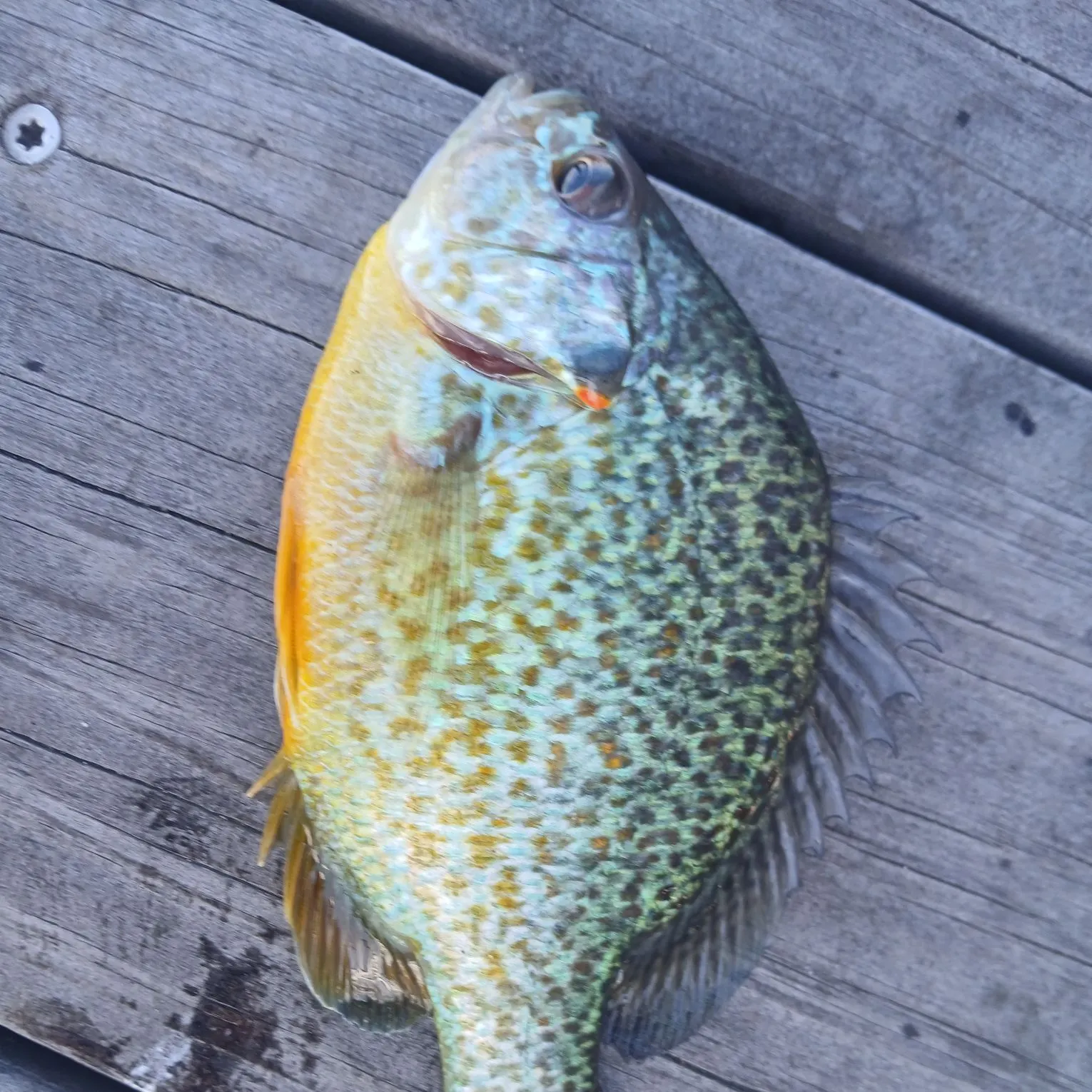Pumpkinseed caught on Fishbrain
