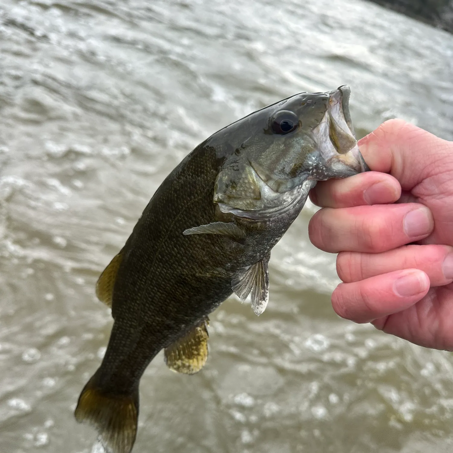 Smallmouth bass caught on Fishbrain