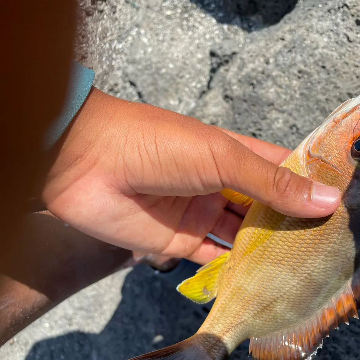 The most recent Mahogany snapper catches on Fishbrain