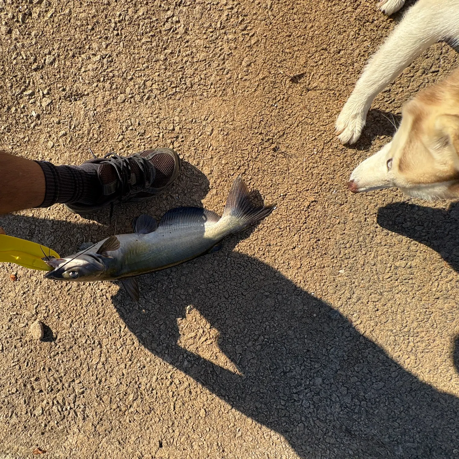 Channel catfish caught on Fishbrain