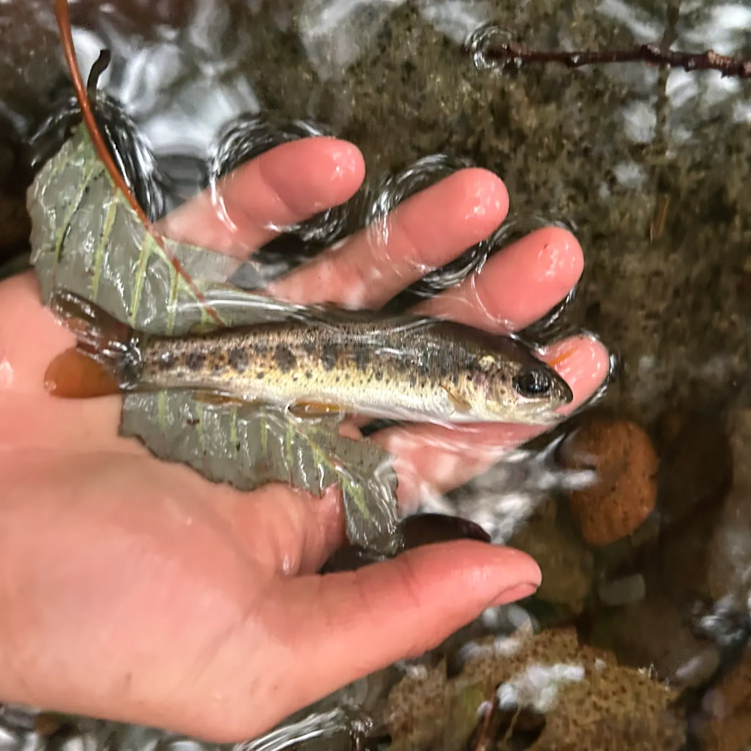 Rainbow trout caught on Fishbrain
