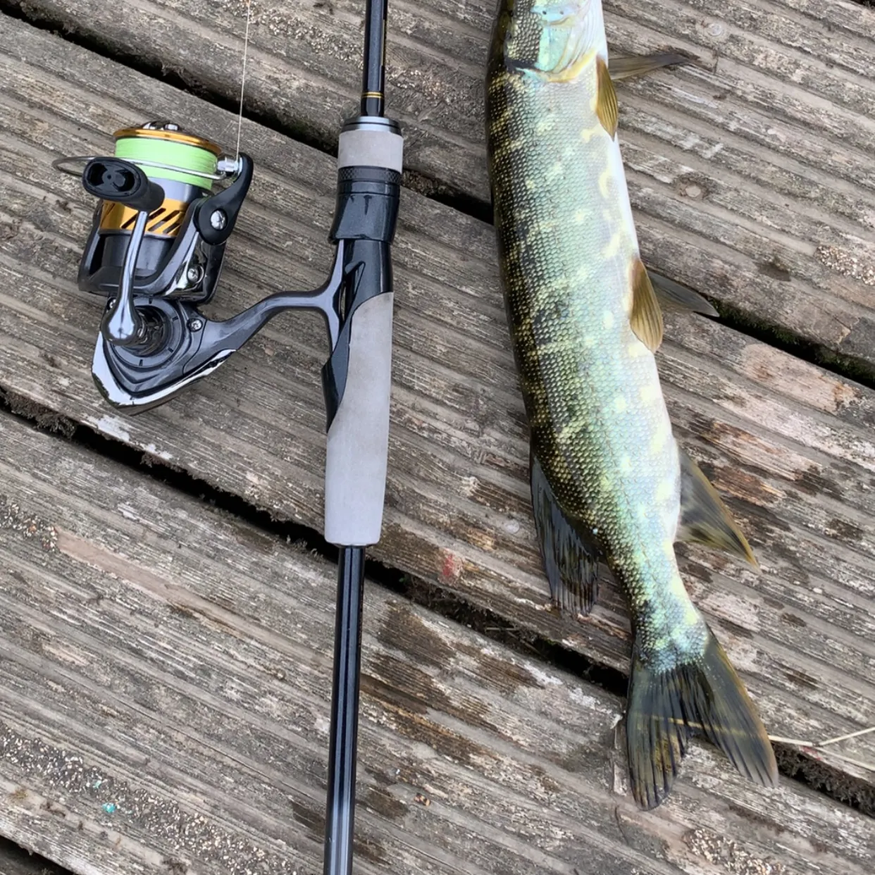Northern pike caught on Fishbrain