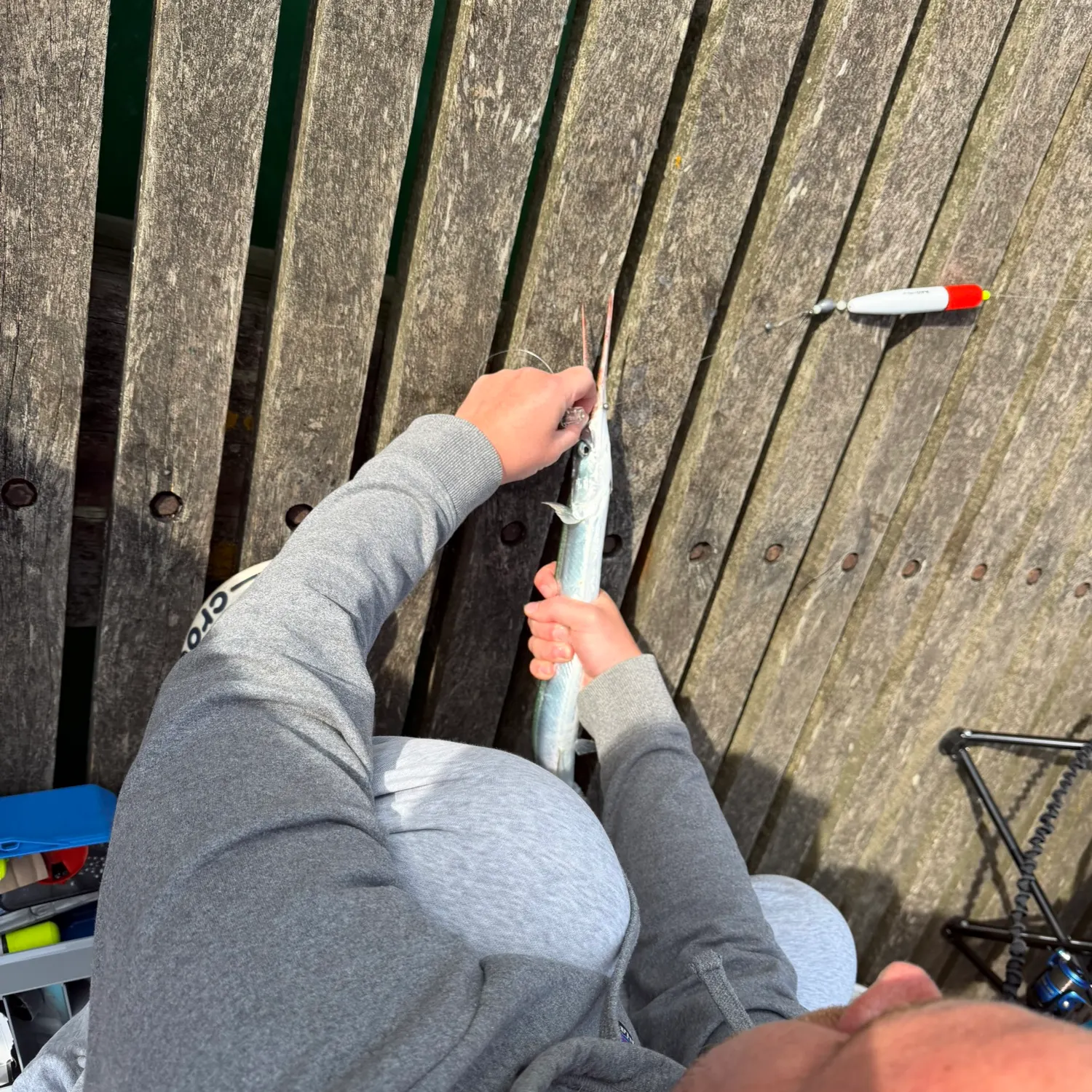 European garfish caught on Fishbrain