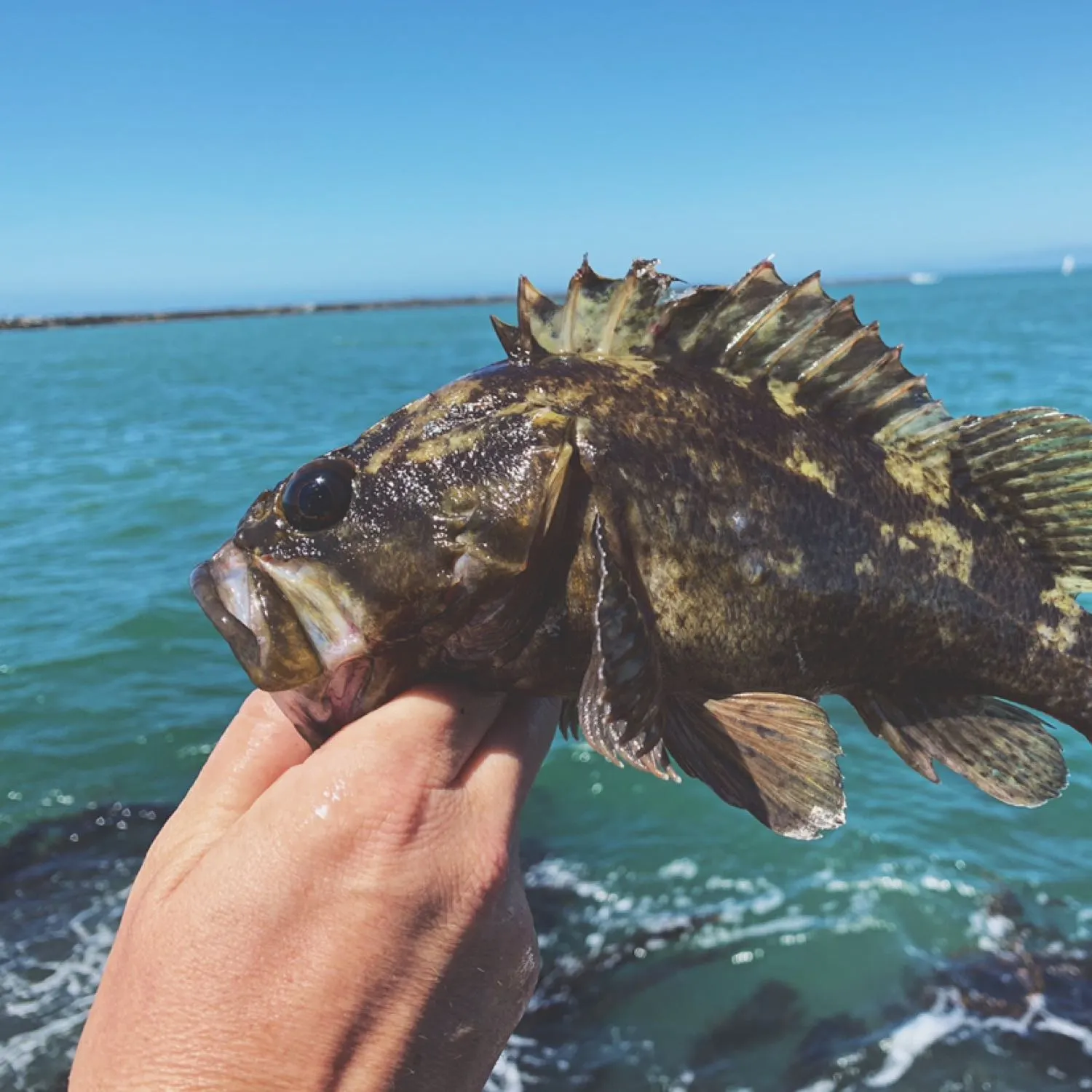 The most popular recent Grass rockfish catch on Fishbrain