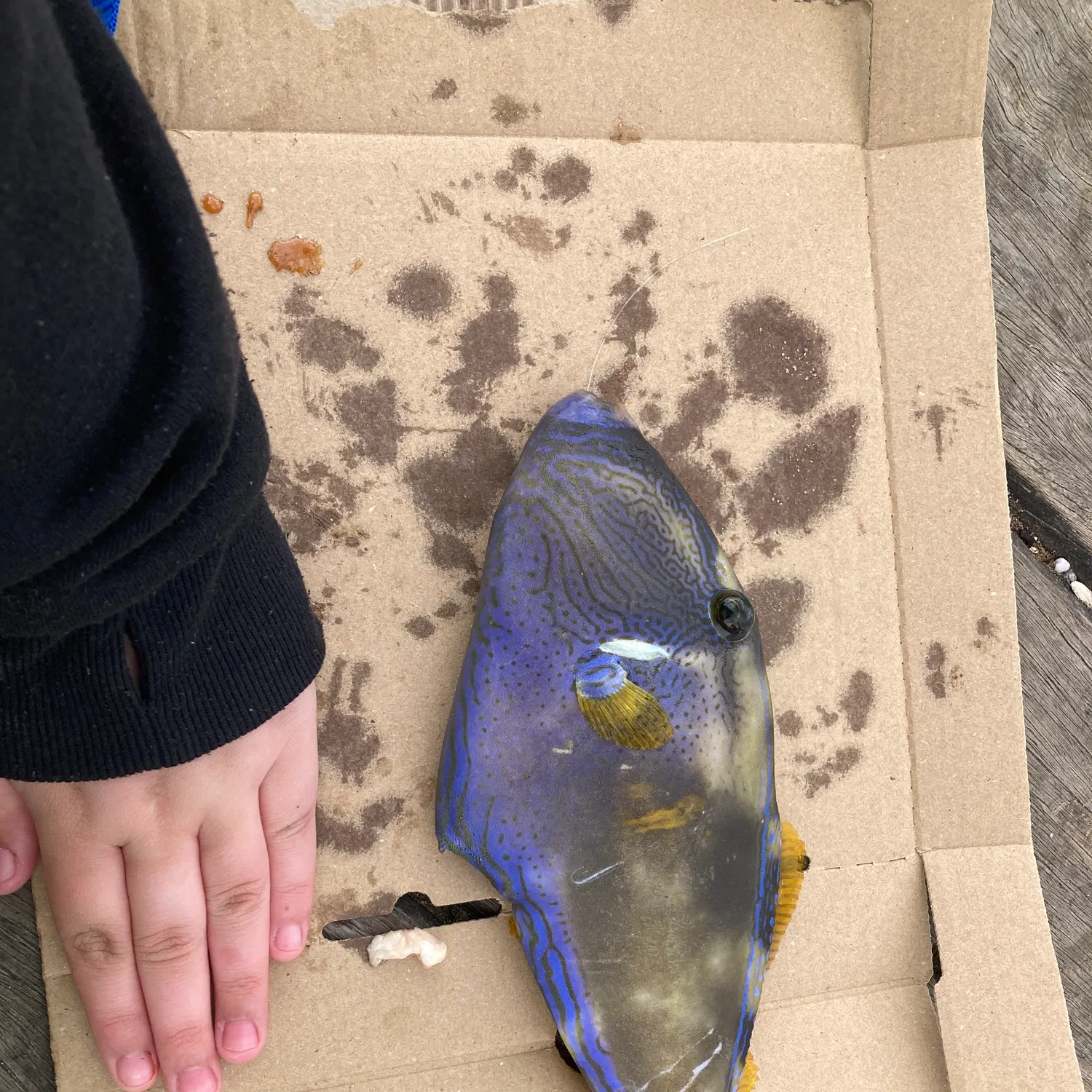 The most recent Six-spined leatherjacket catches on Fishbrain