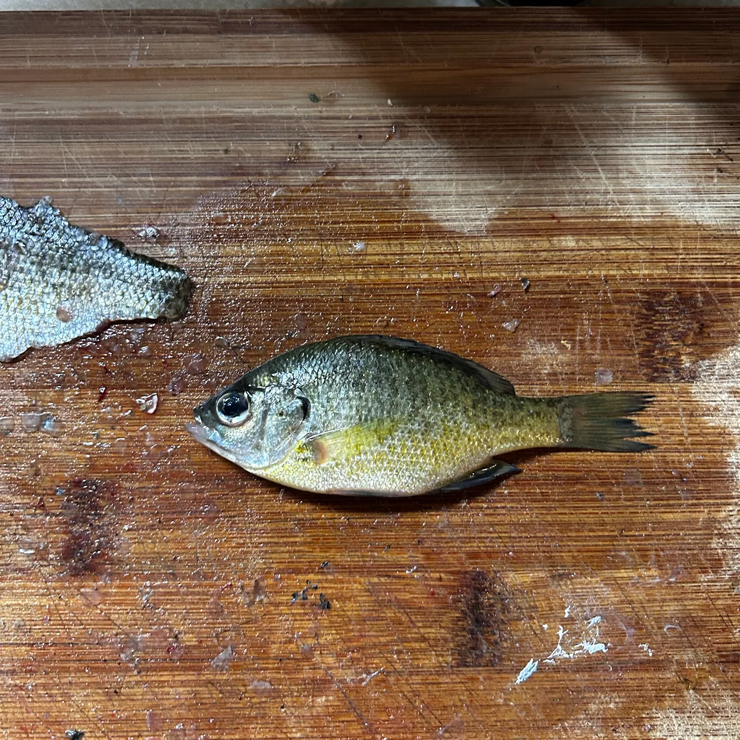 Bluegill caught on Fishbrain
