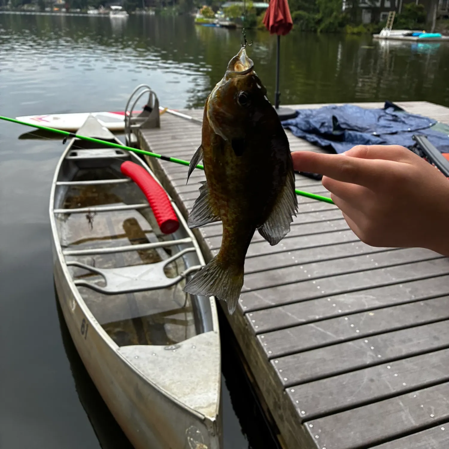 Bluegill caught on Fishbrain