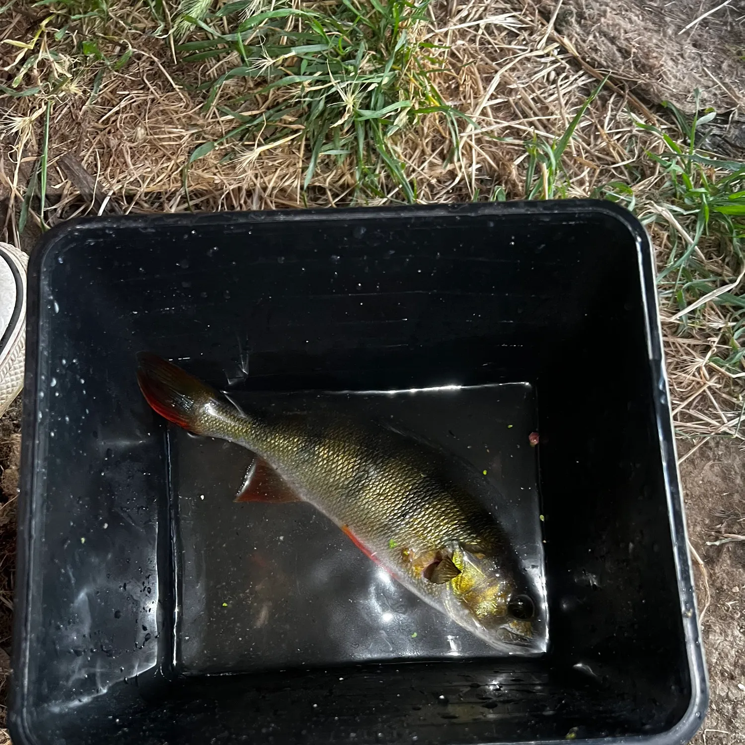 European perch caught on Fishbrain