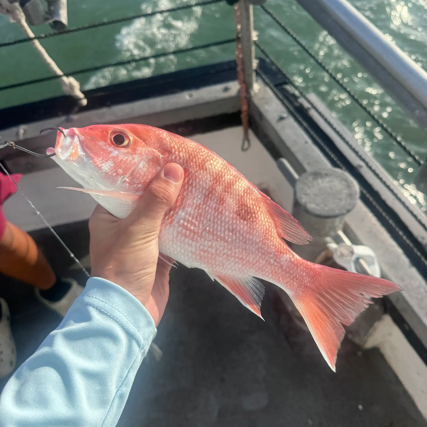 Northern red snapper caught on Fishbrain