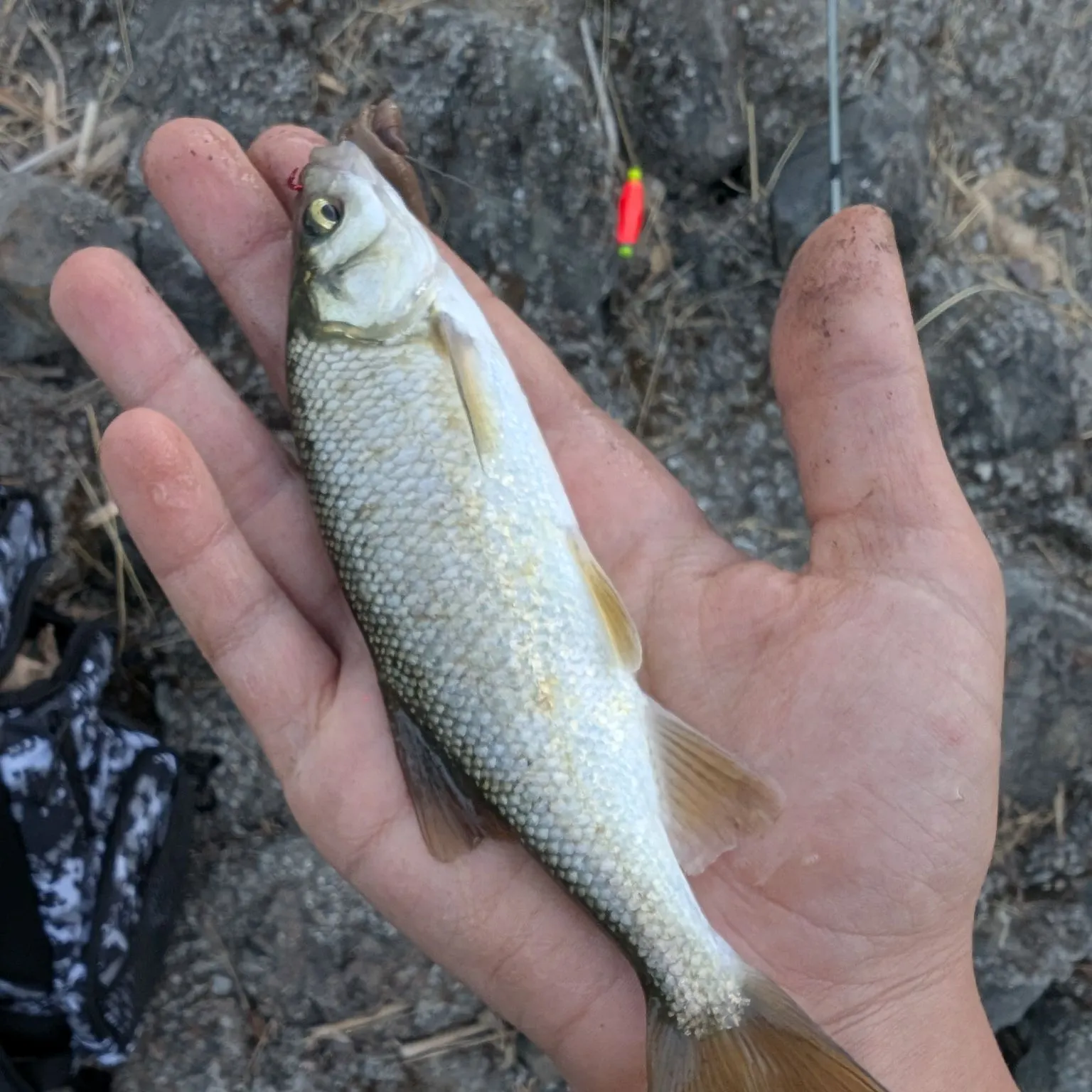 The most recent California roach catches on Fishbrain