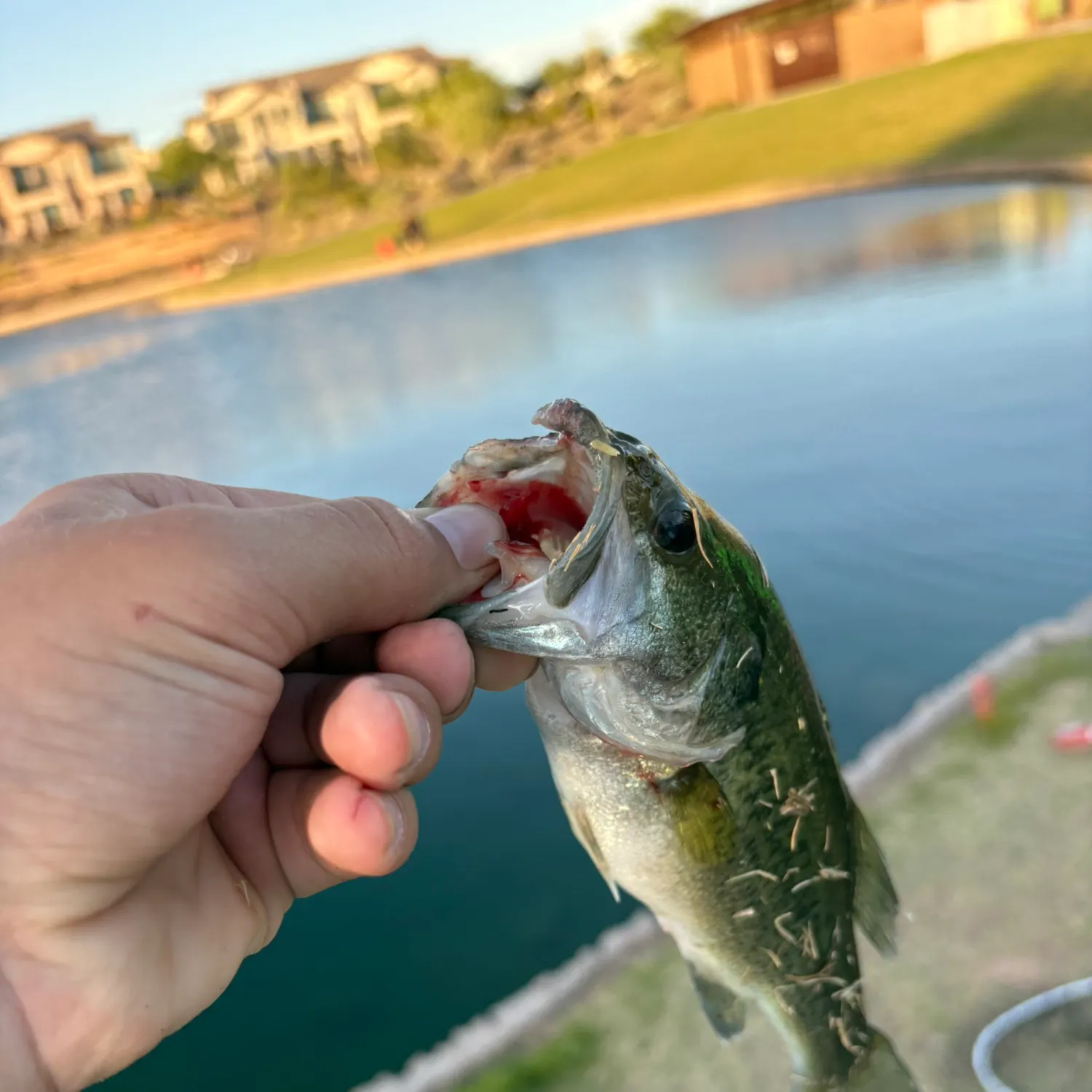 catch
