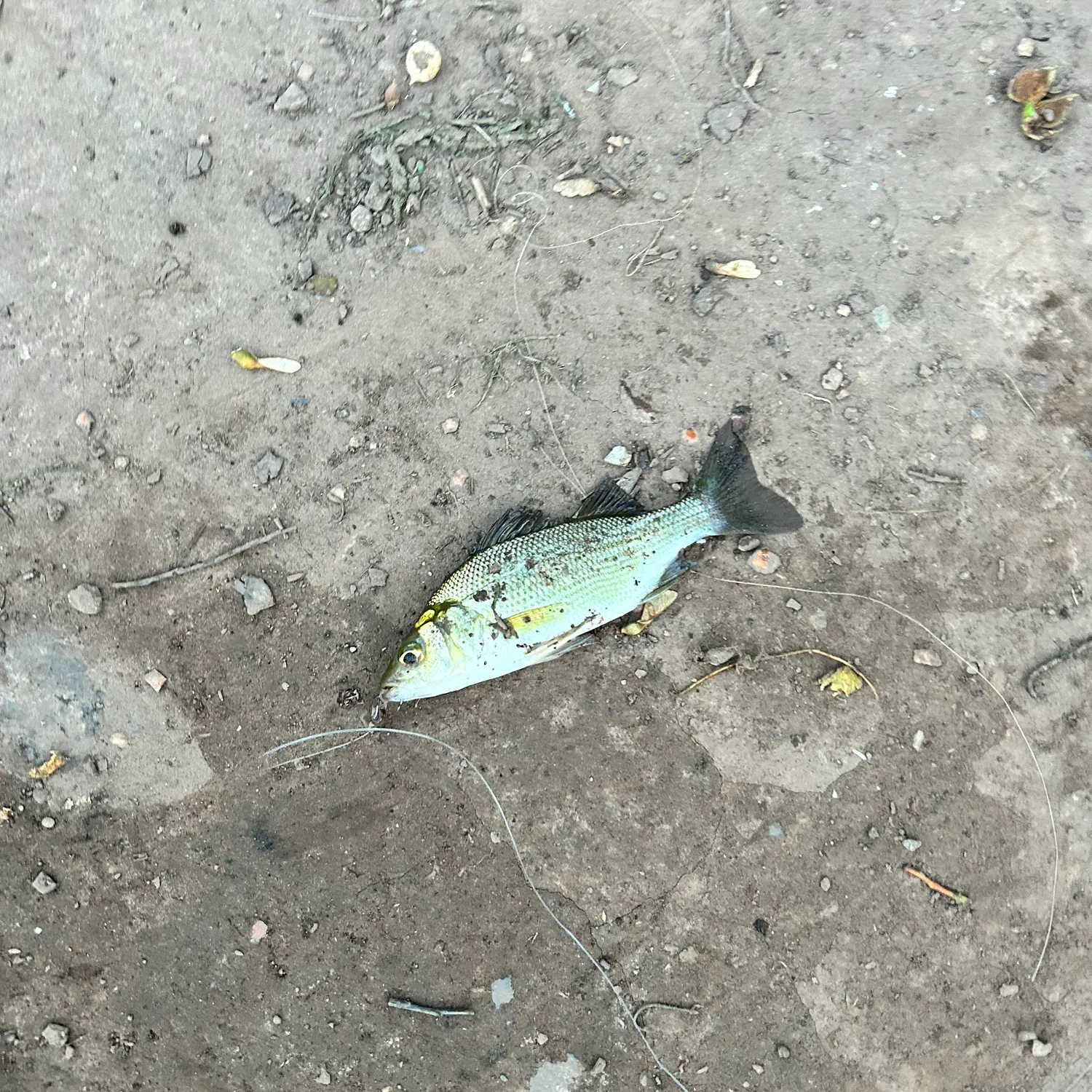 White perch caught on Fishbrain