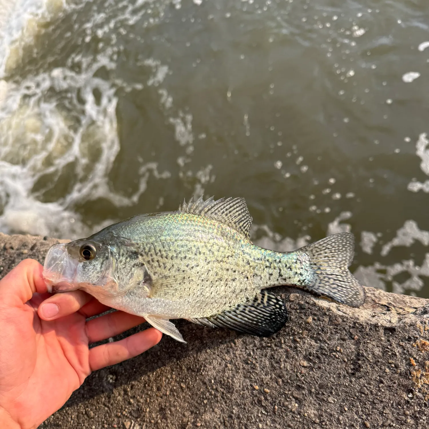 The most recent Black crappie catches on Fishbrain