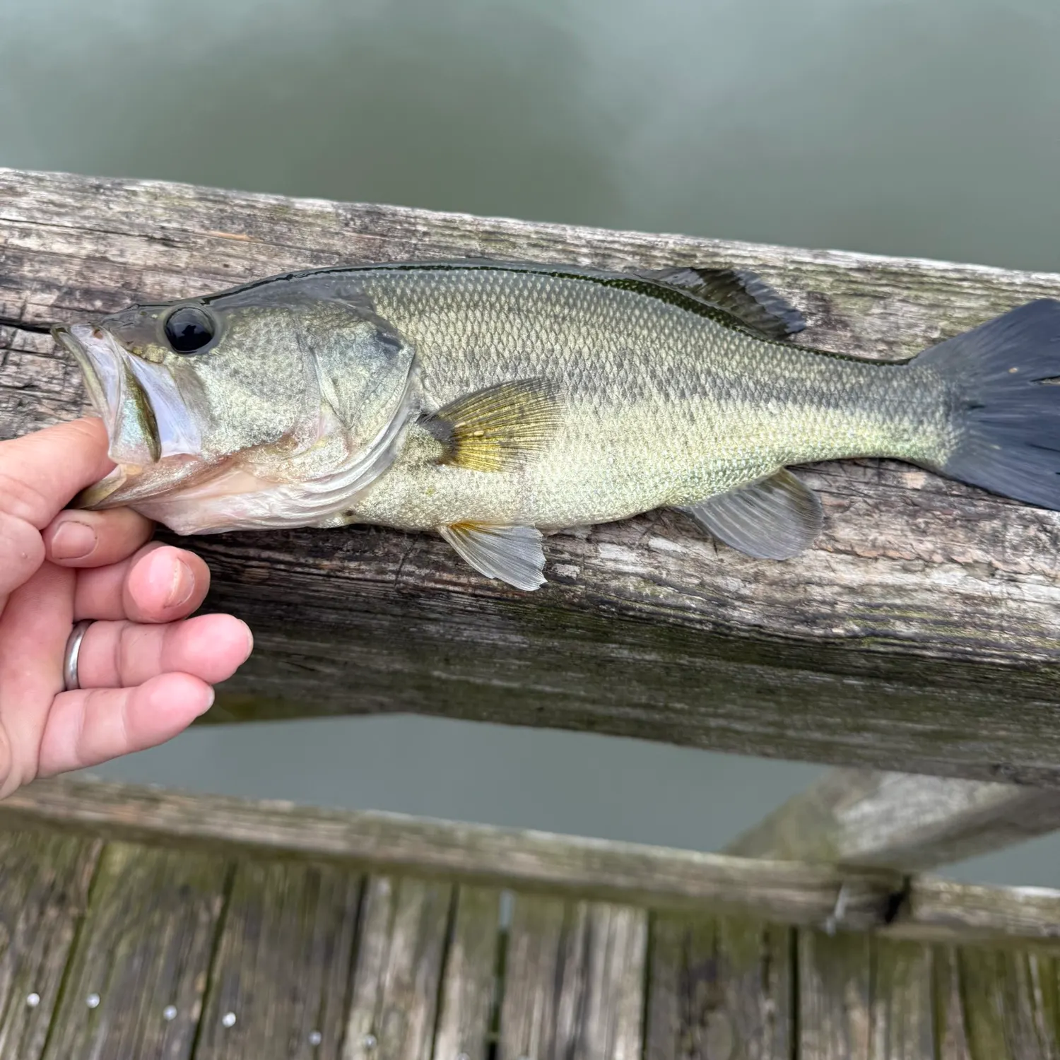 Fish caught on Fishbrain
