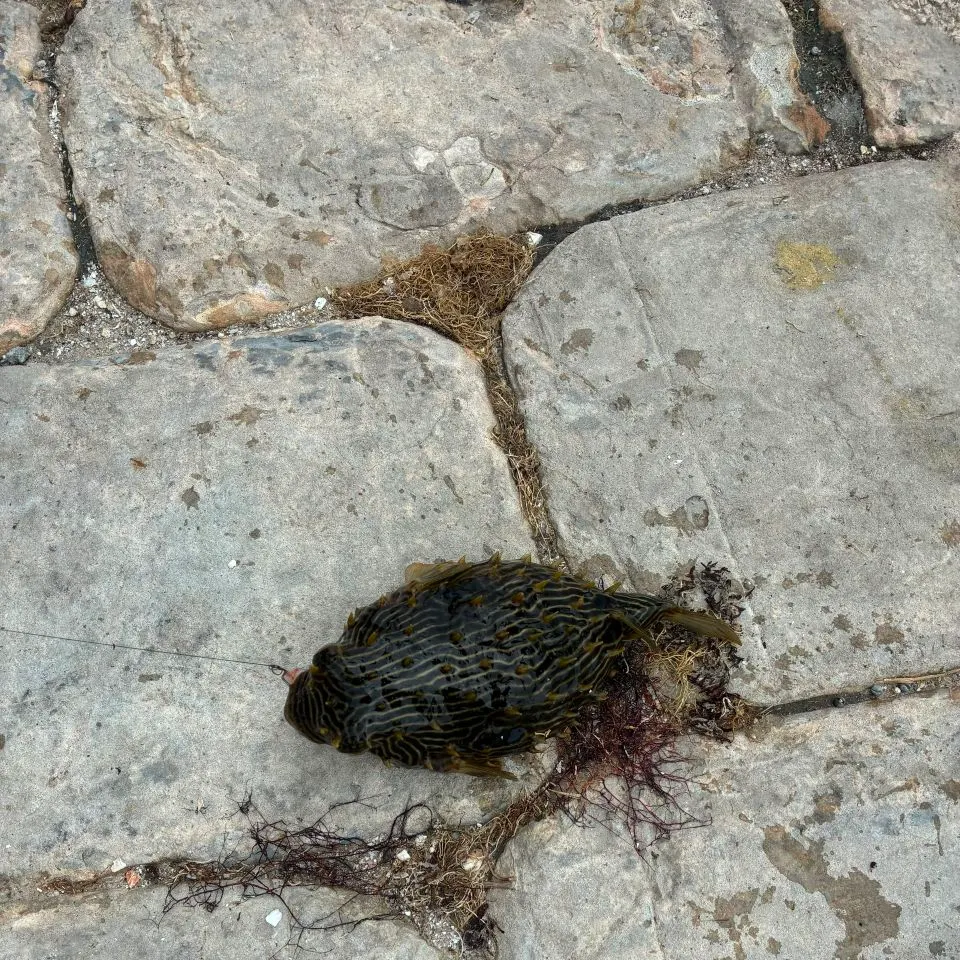 The most recent Reticulated pufferfish catches on Fishbrain